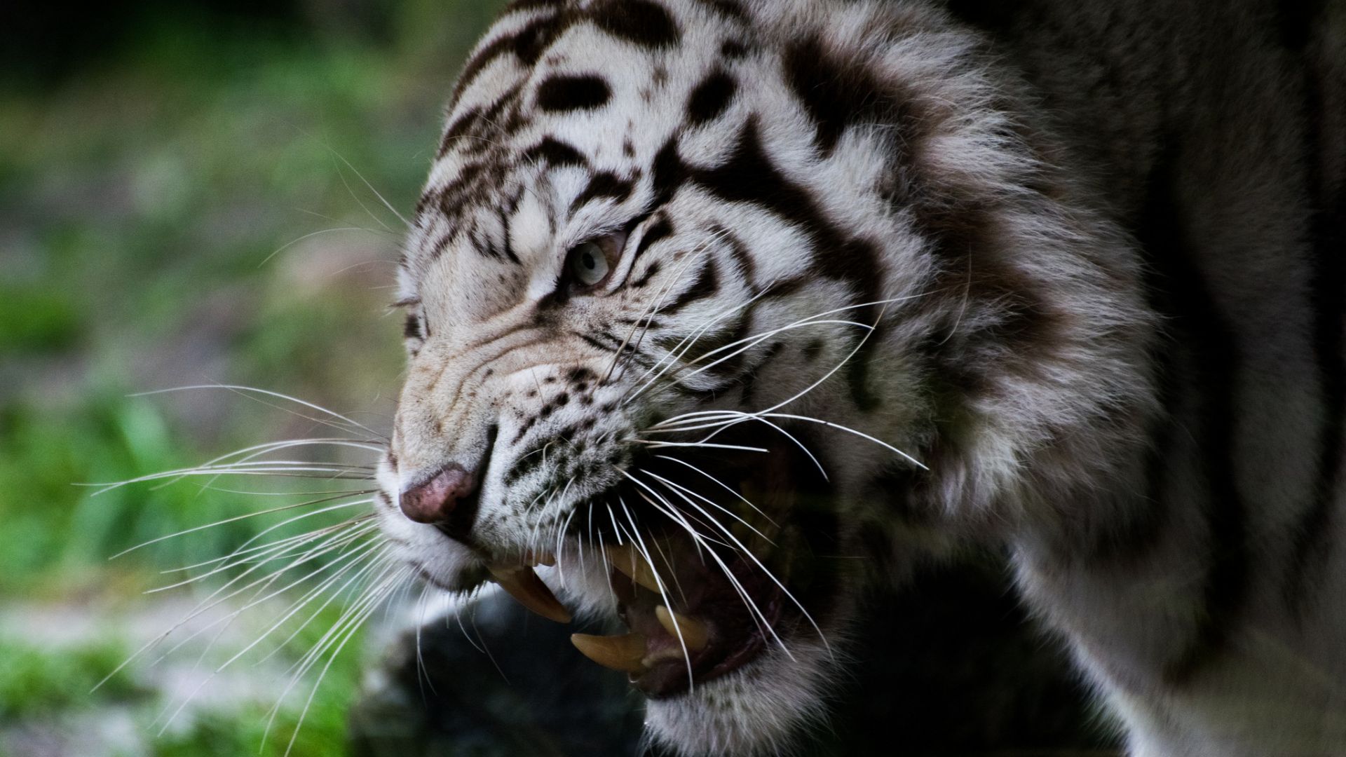 Wallpaper White tiger, angry, predator, muzzle