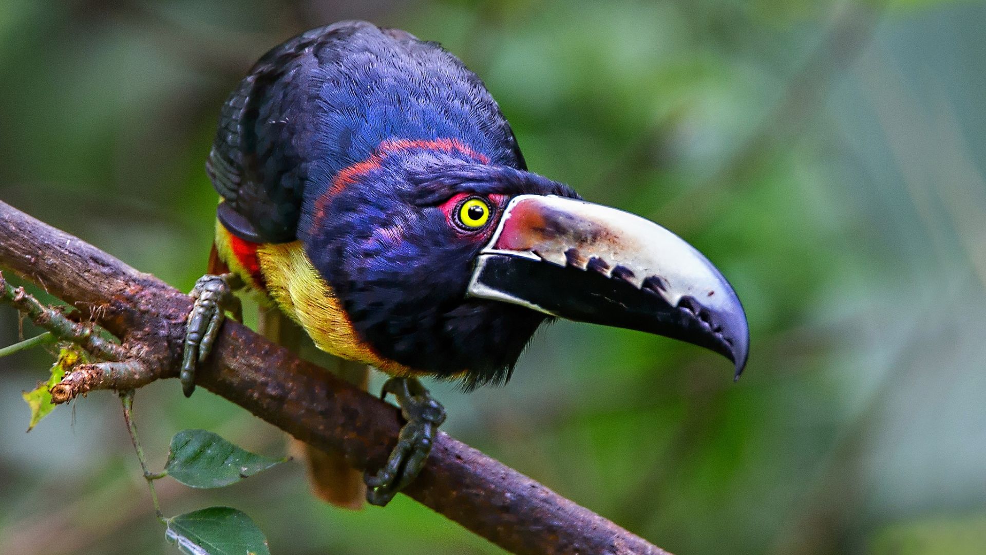 Wallpaper Colorful bird, tree branch, toucan, bird