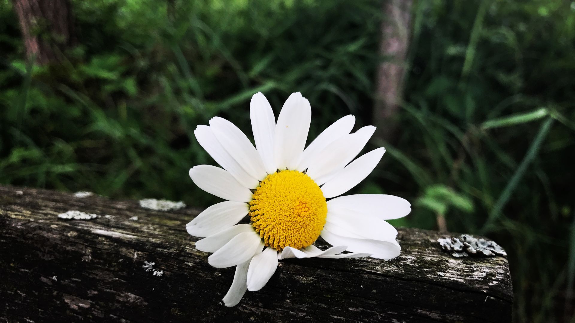 Wallpaper Daisy, white flower, spring