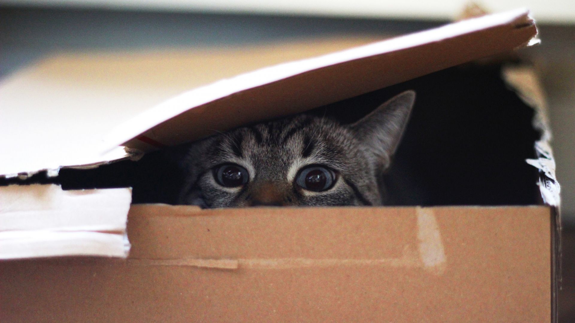 Wallpaper Cat, animal, eyes, muzzle, hide