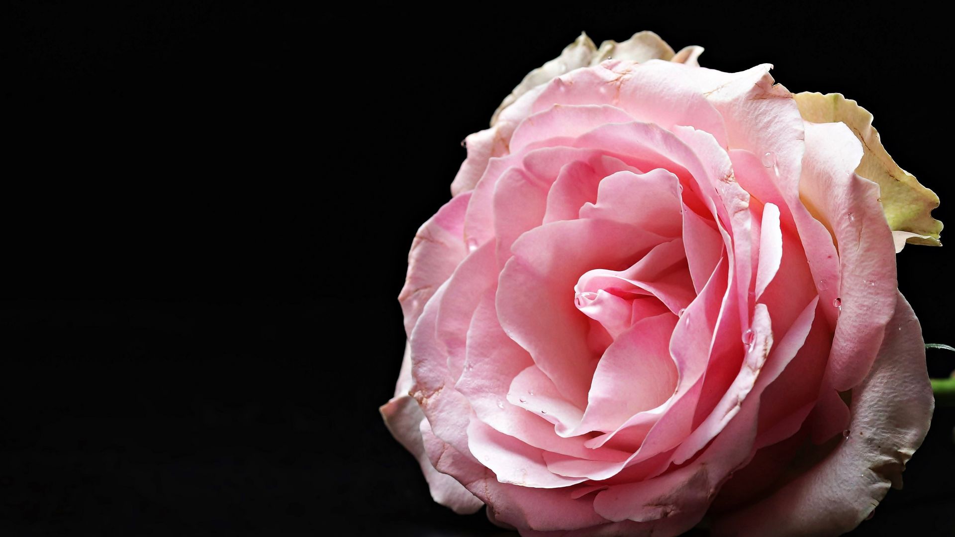 Wallpaper Rose, pink flower, close up