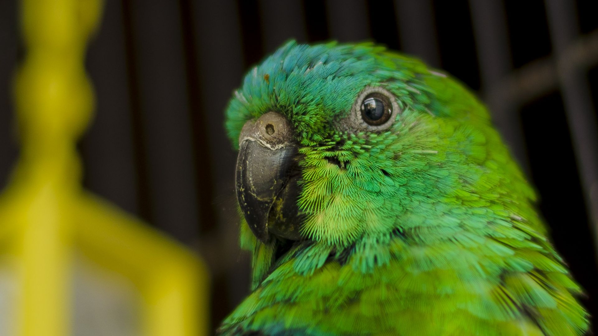 Wallpaper Parrot, green bird, muzzle