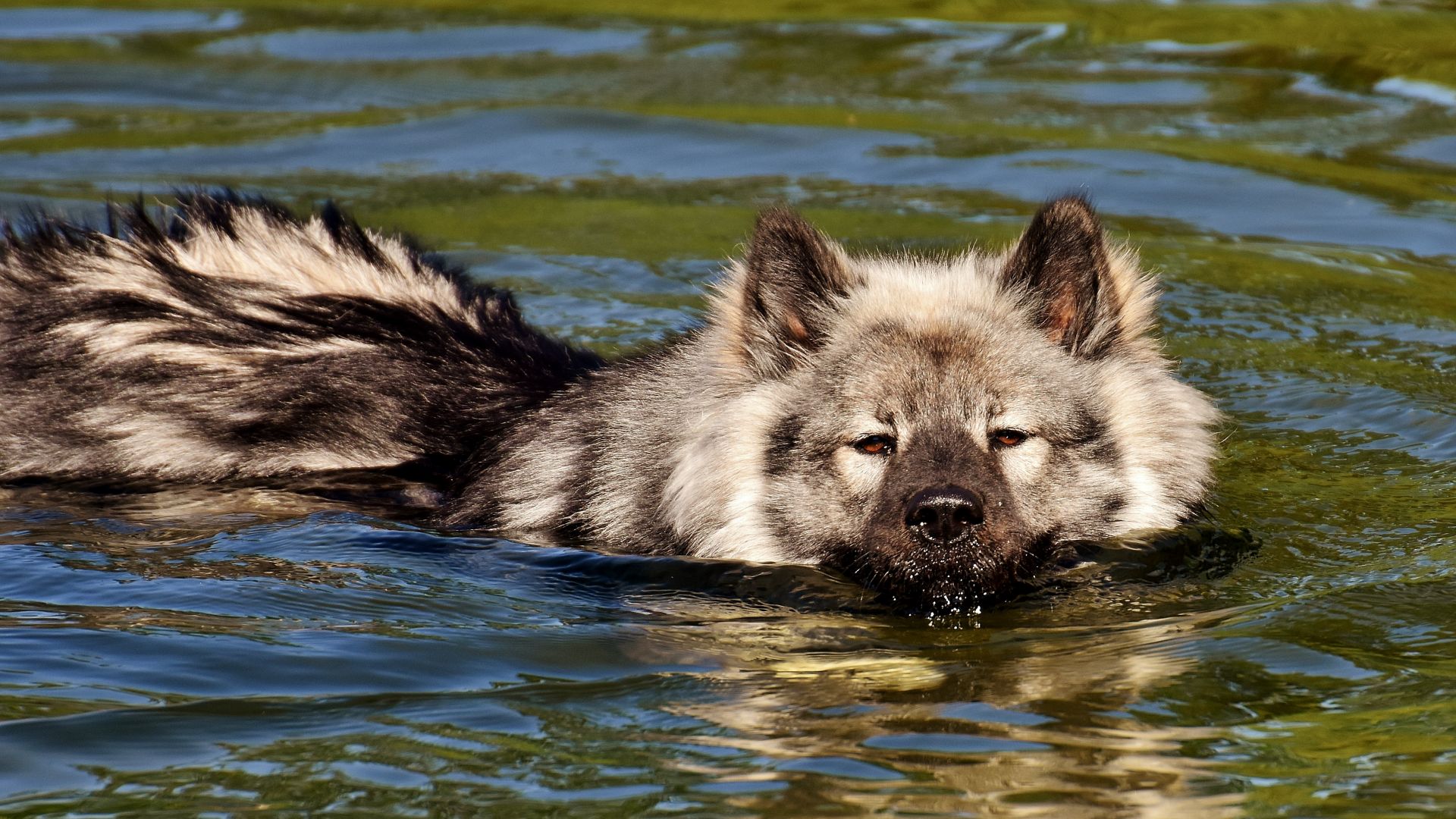 Wallpaper Furry dog, swimming, animal