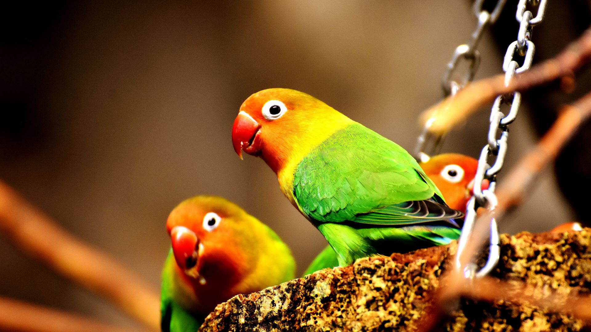 Cute couple Sun Conure parrot bird group on tree branch HD Clip 1423494  Stock Video at Vecteezy