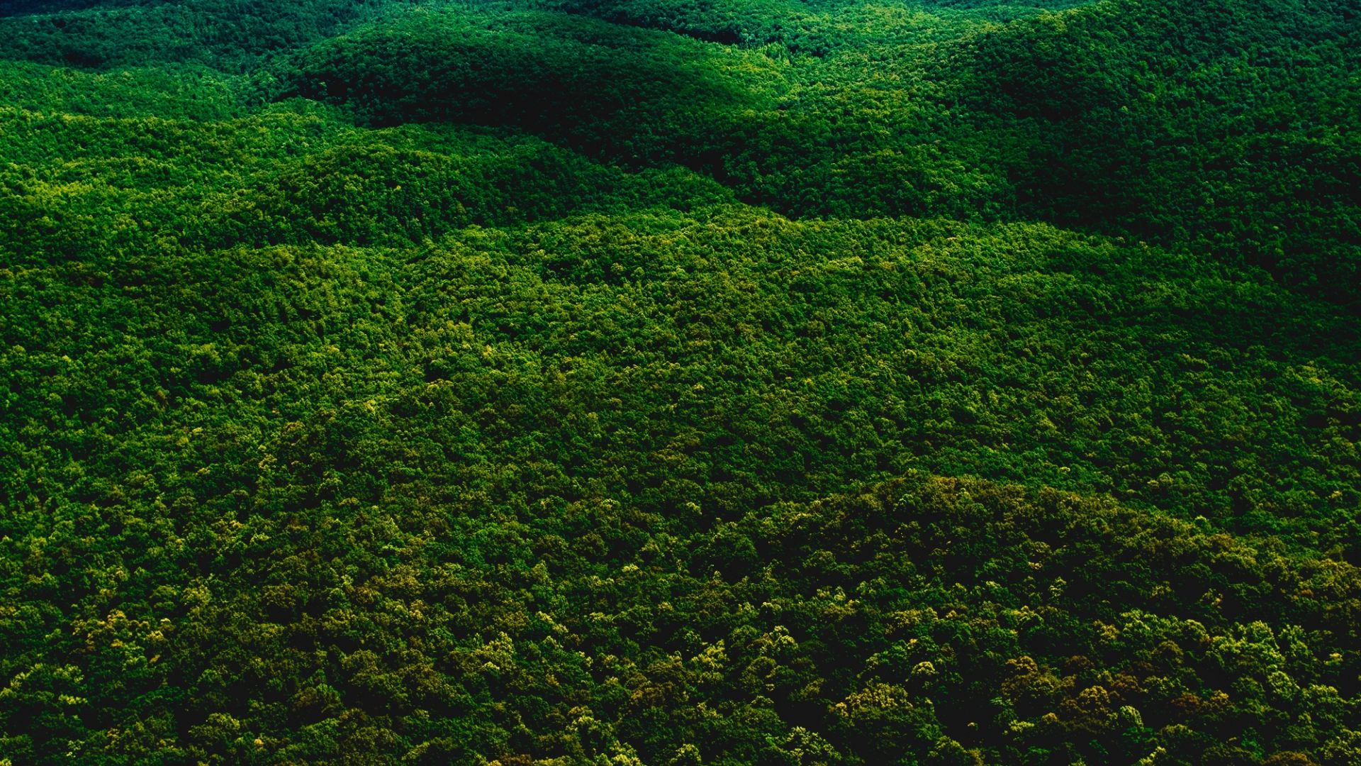Wallpaper Forest, nature, trees, aerial view