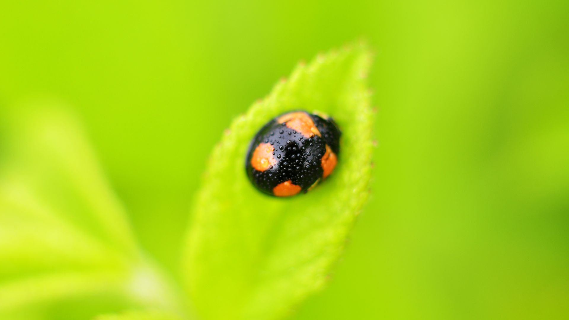Wallpaper Ladybug, insect, leaf, water drops