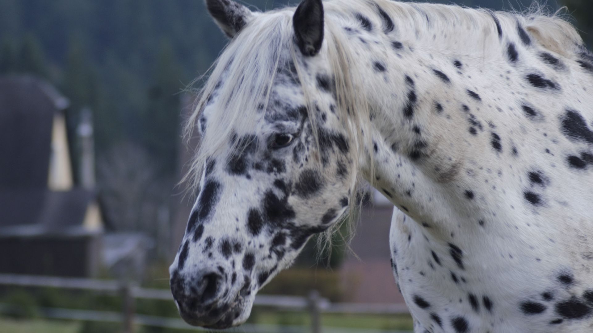 Wallpaper Horse, animal, muzzle, black spots, 4k