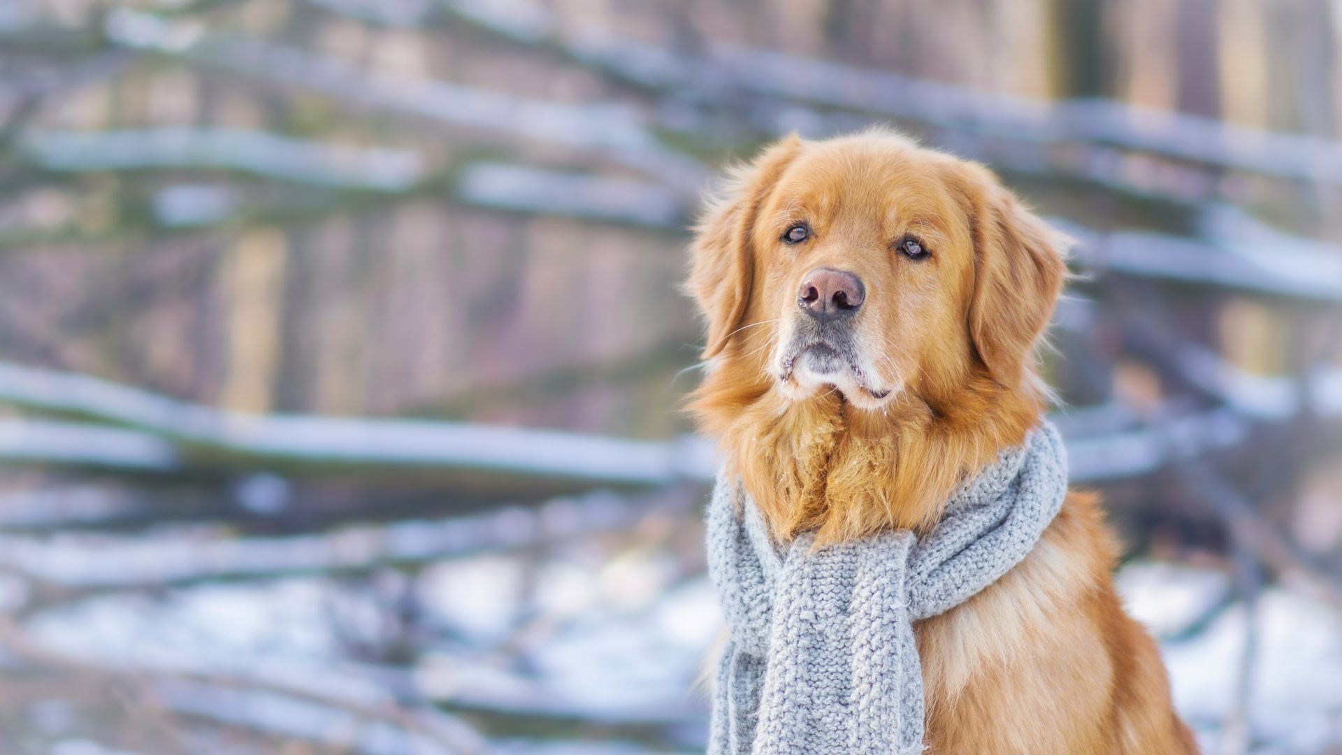 Wallpaper Golden Retriever, dog, animal, calm, winter, scarf
