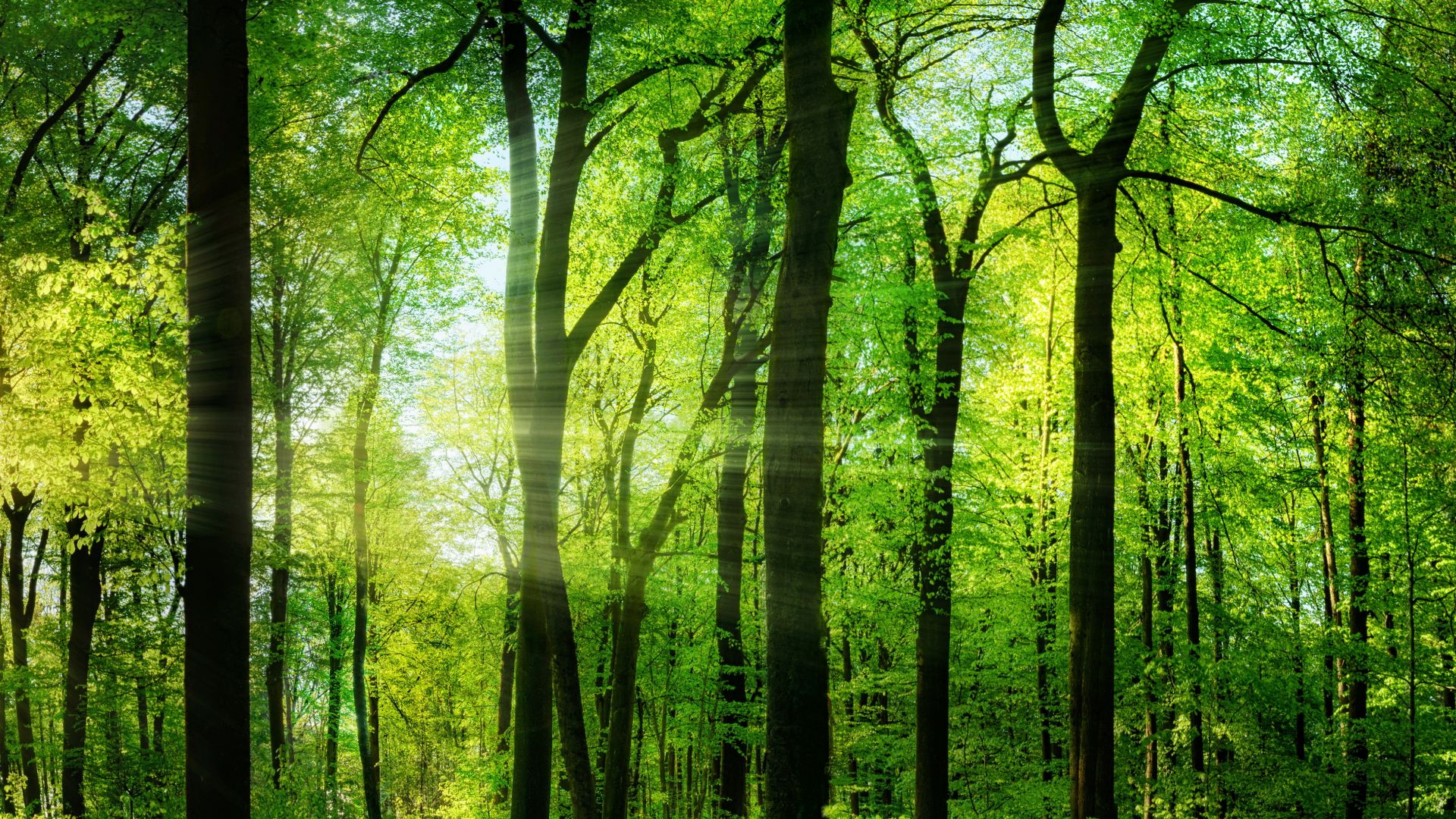 Desktop Wallpaper Sunlights, Trees, Forest, Nature, Hd Image, Picture,  Background, 038122