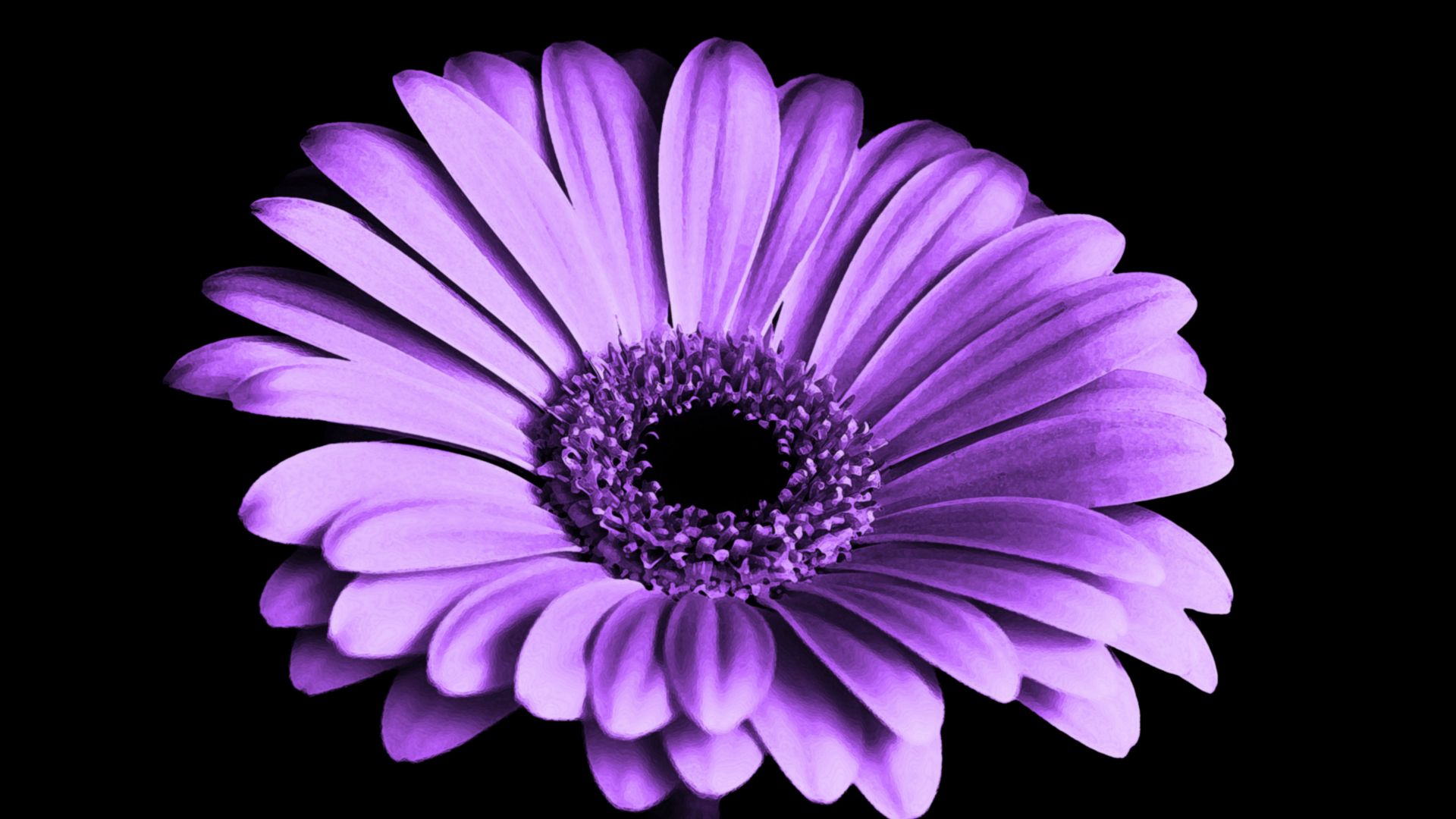 Wallpaper Violet daisy, flower, 4k