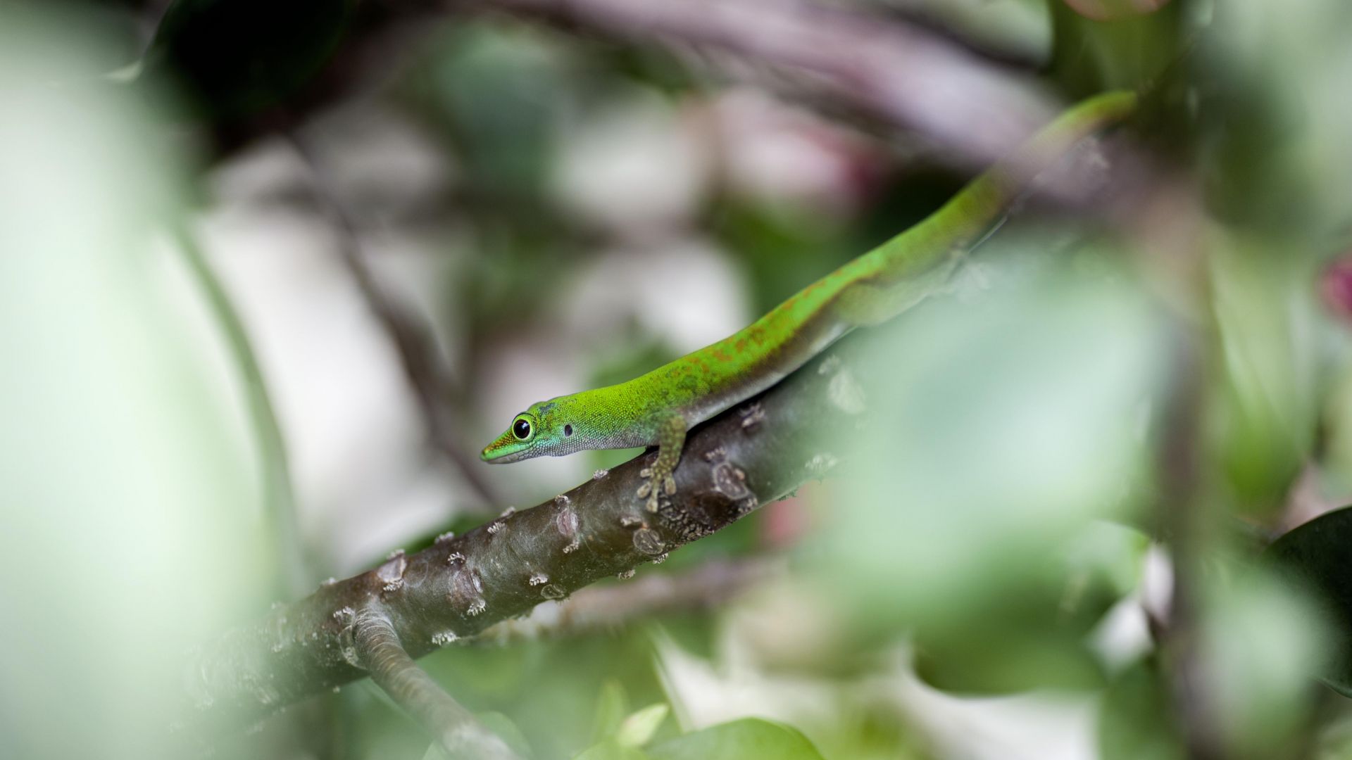 Wallpaper Green lizard, reptile, crawl, tree branch, blur