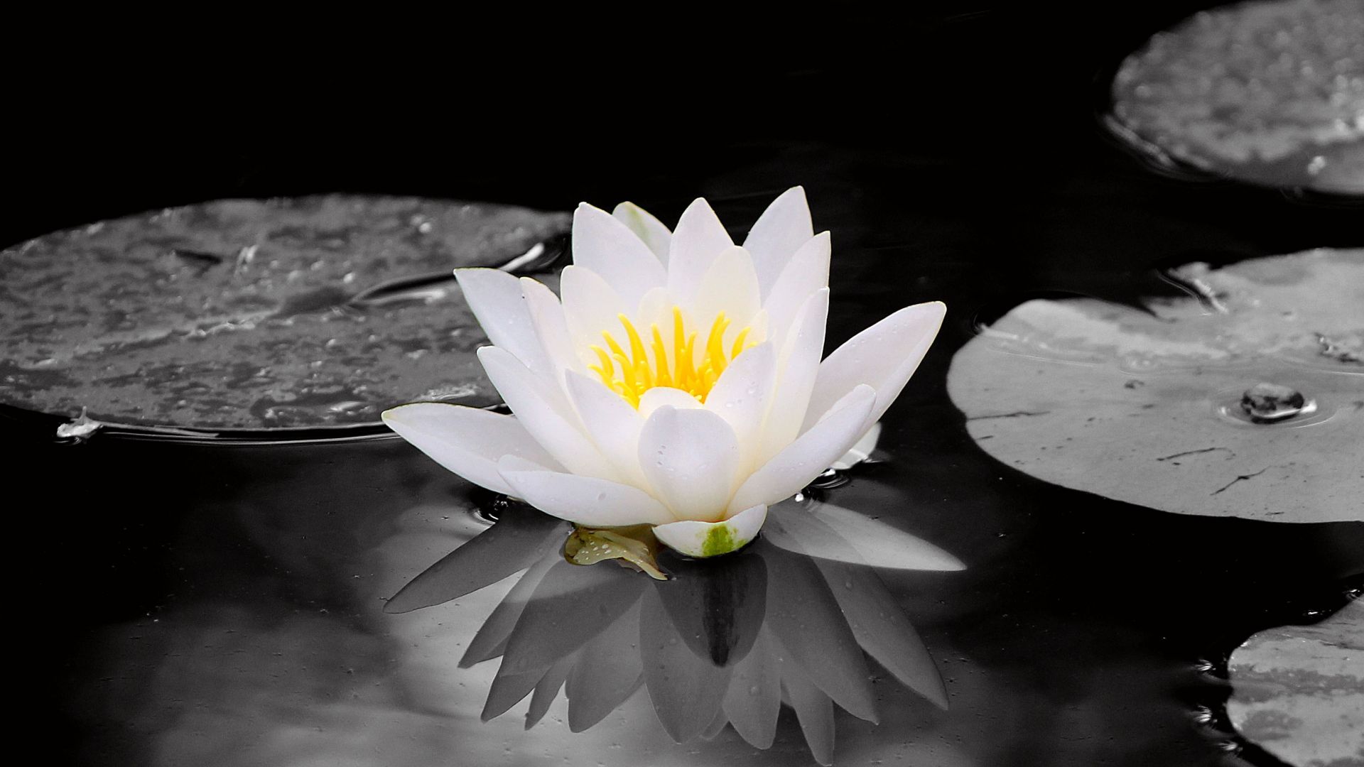 Wallpaper White water lily, flowers, pond, 4k