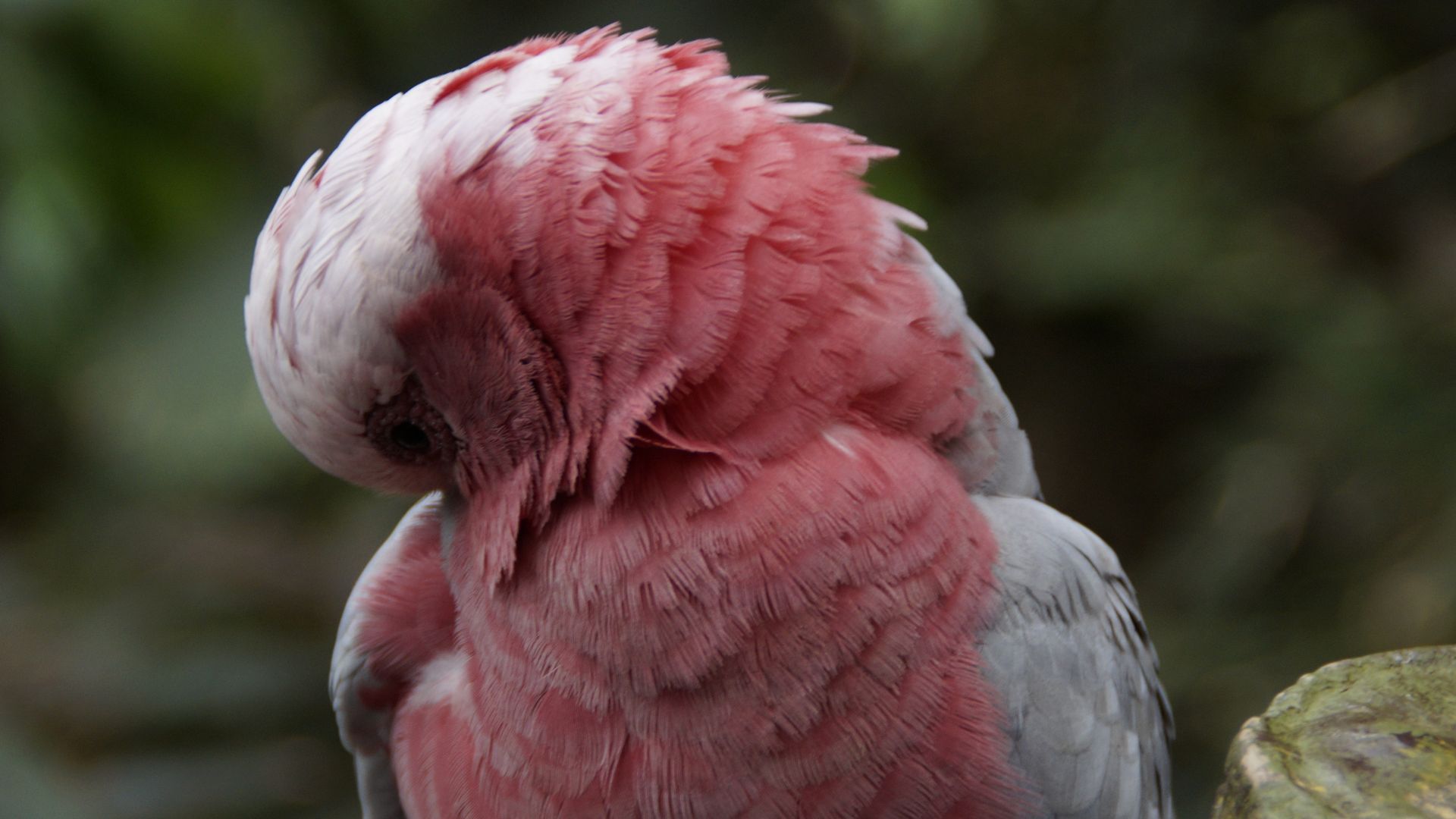 Wallpaper Cockatoo, pink bird, cute