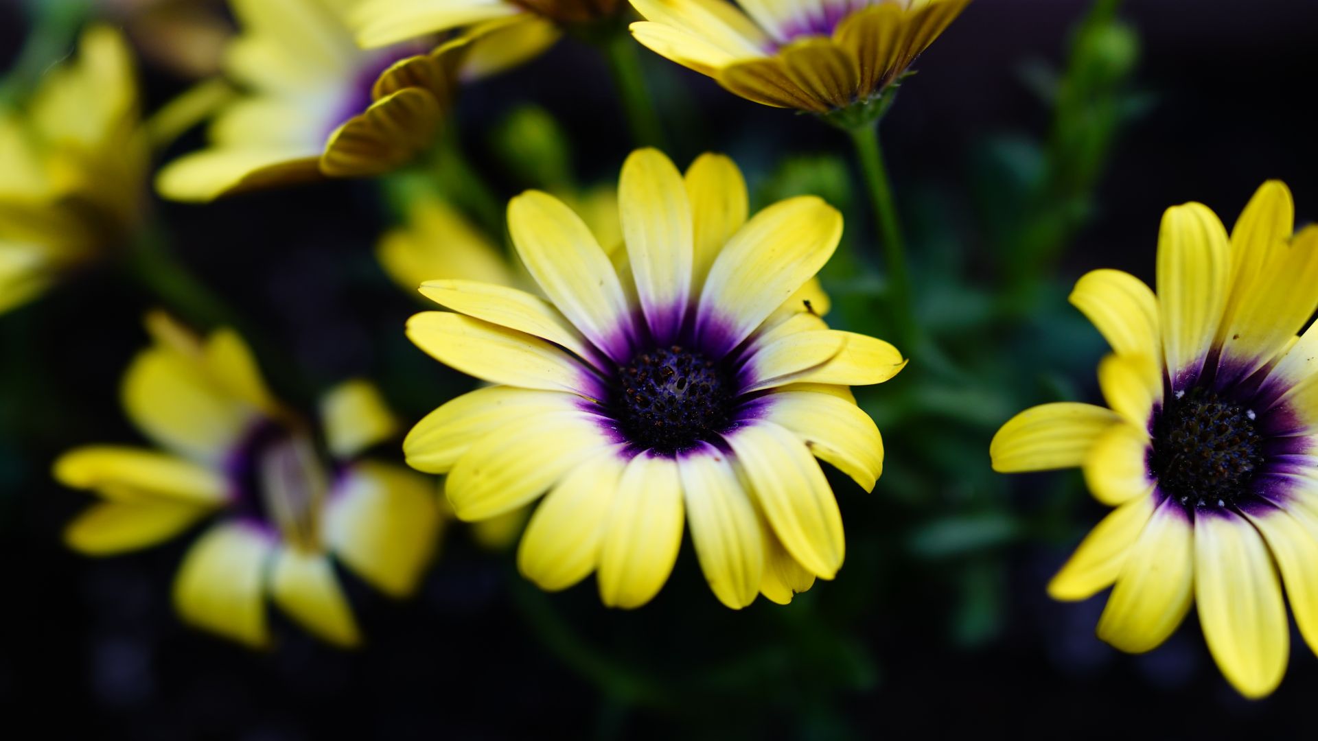 Wallpaper Daisy, blossom, yellow flowers, close up