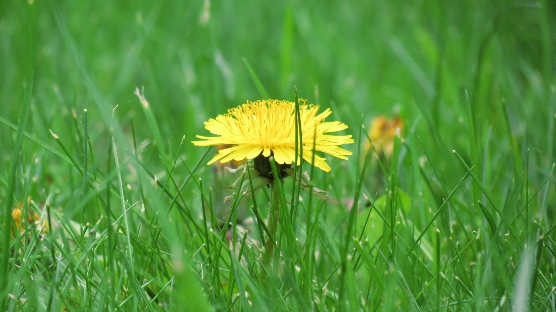 Wallpaper Buttercup flower, grass, meadow