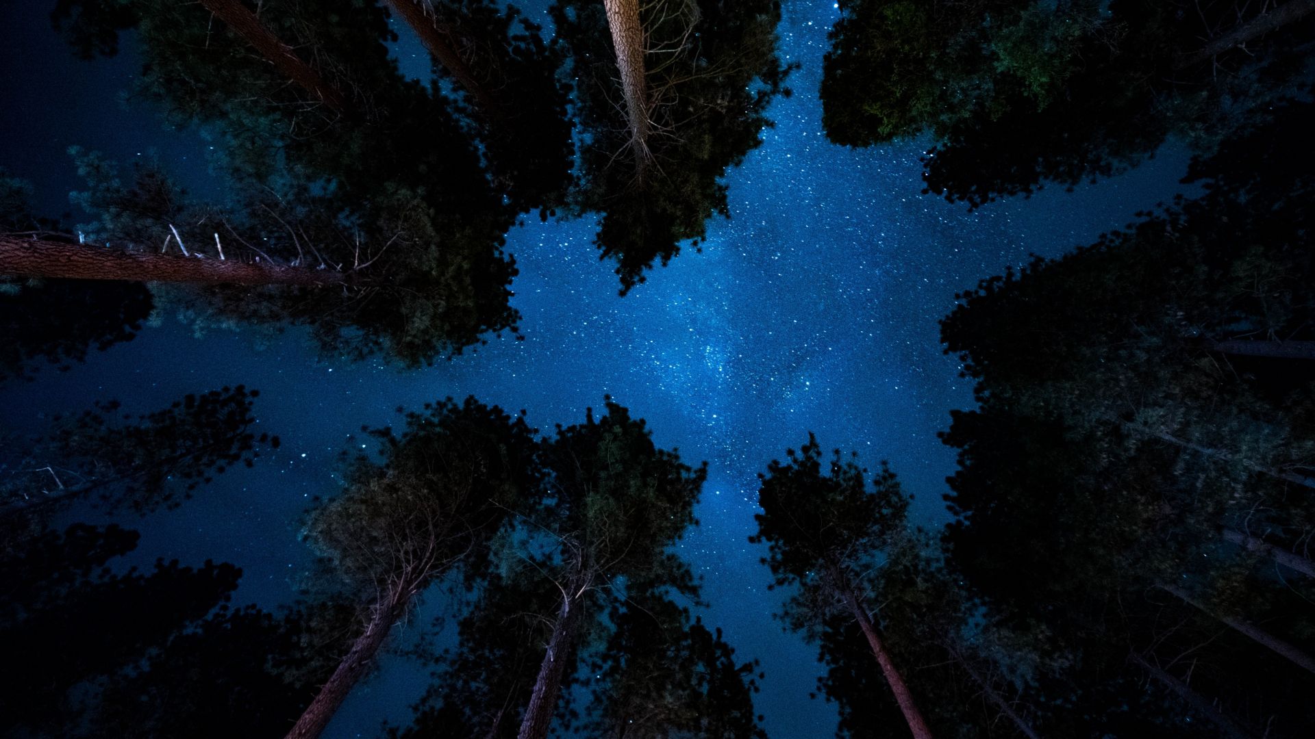 Wallpaper Starry night, nature, sky, trees, 4k