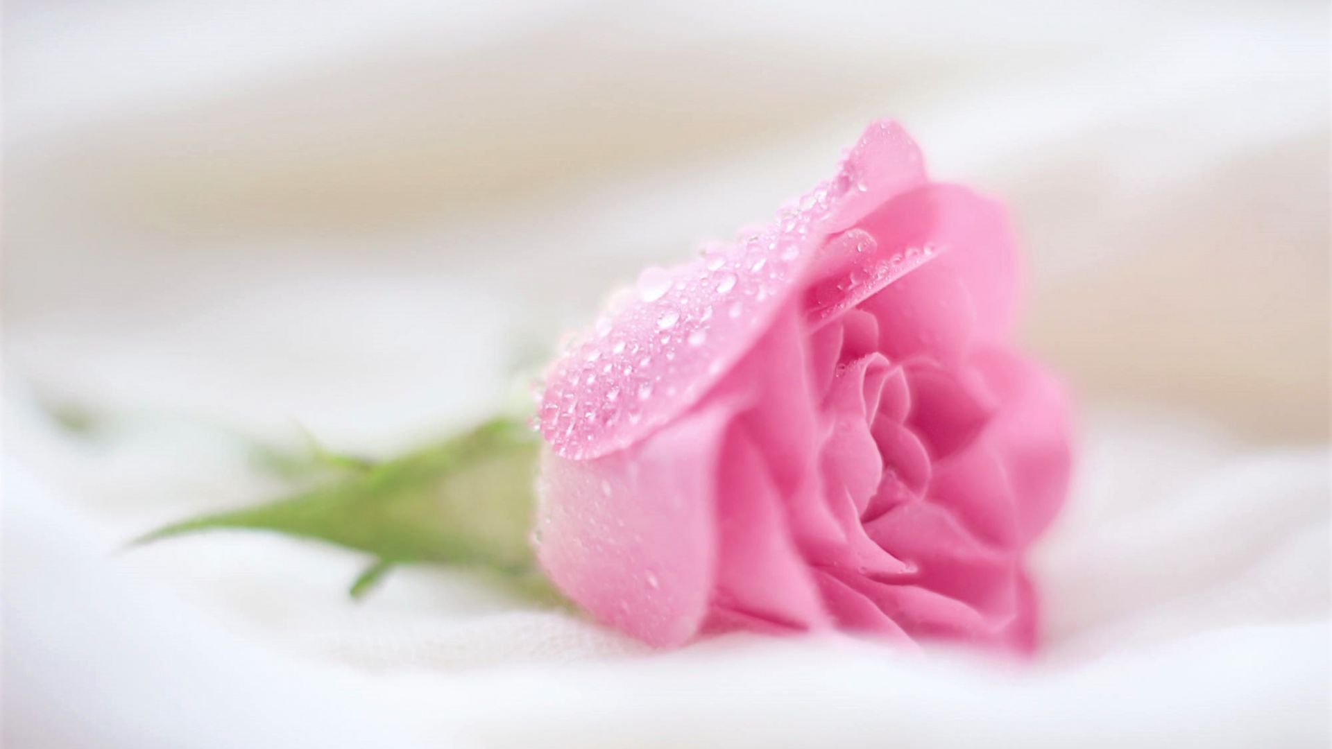 Wallpaper Pink rose, bud, drops