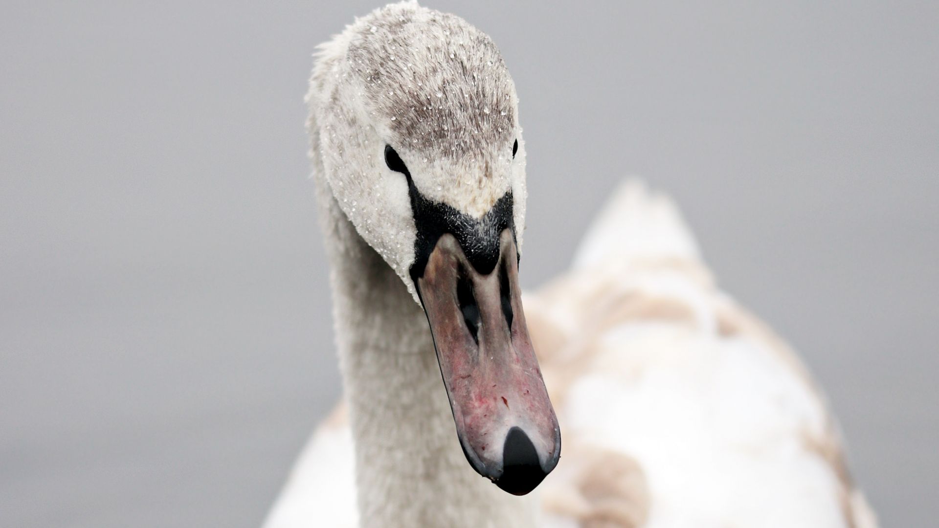 Wallpaper Swan, love bird, muzzle, 4k