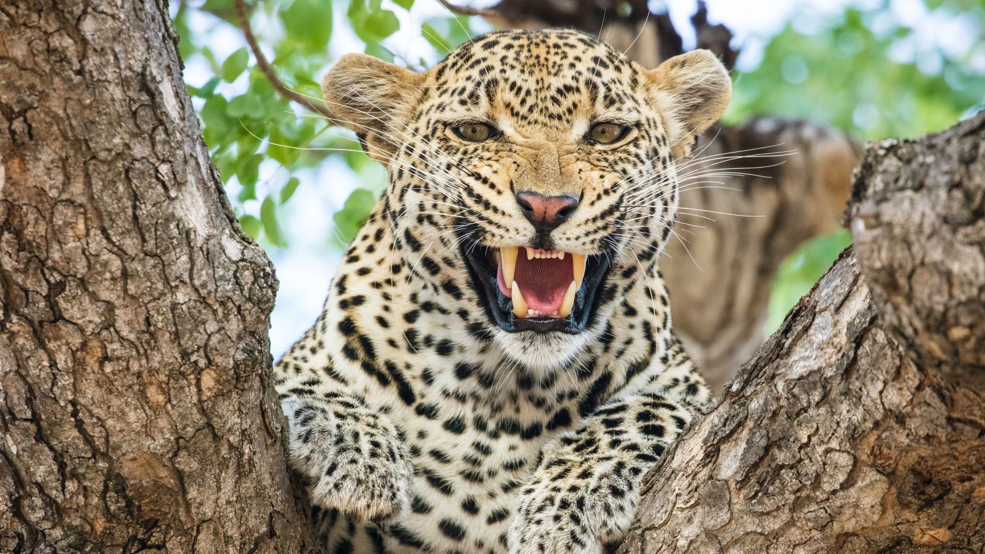 Wallpaper Angry, animal, predator, leopard, muzzle