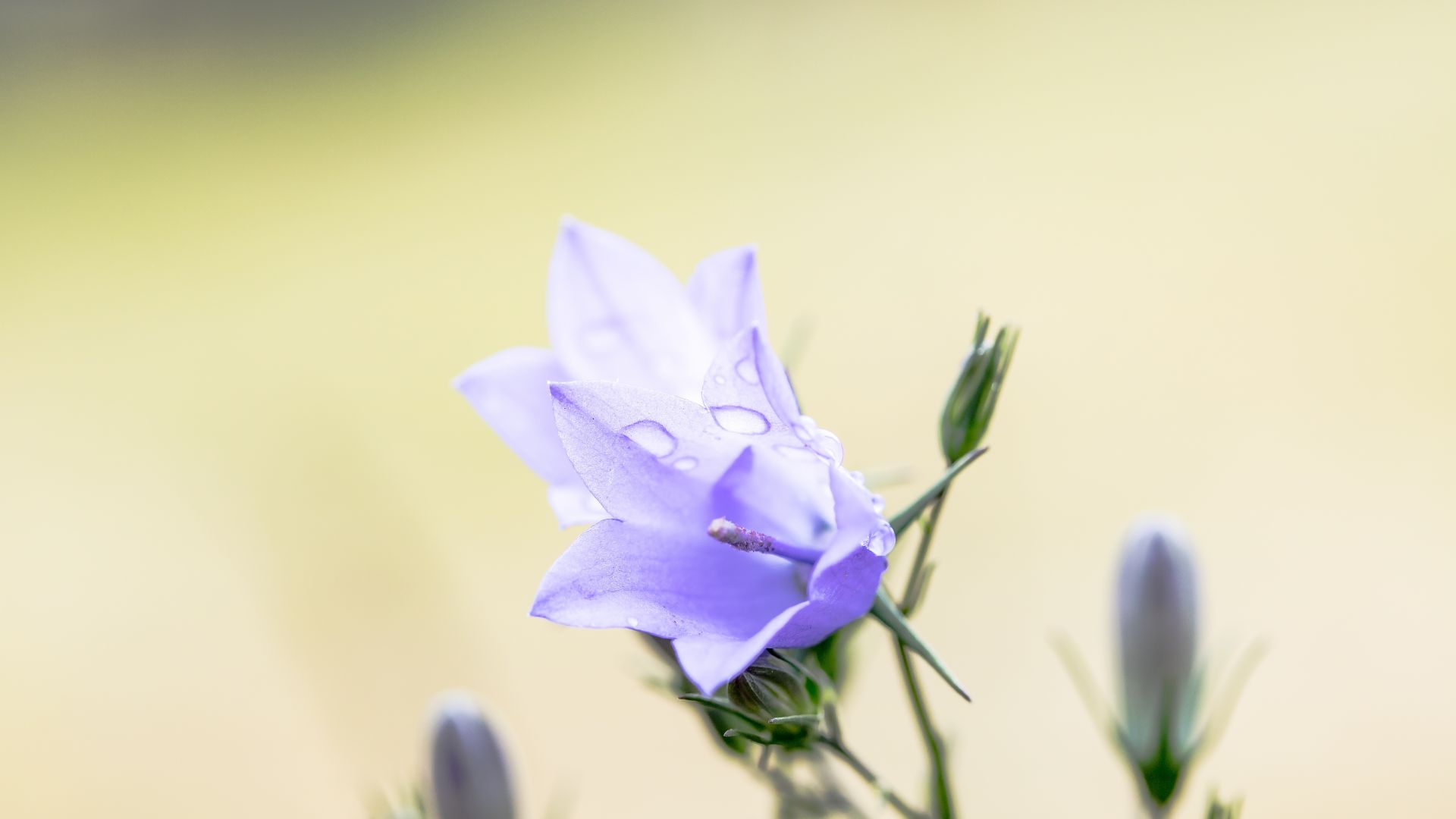 Wallpaper Bluebell, blue flowers, bloom, drops