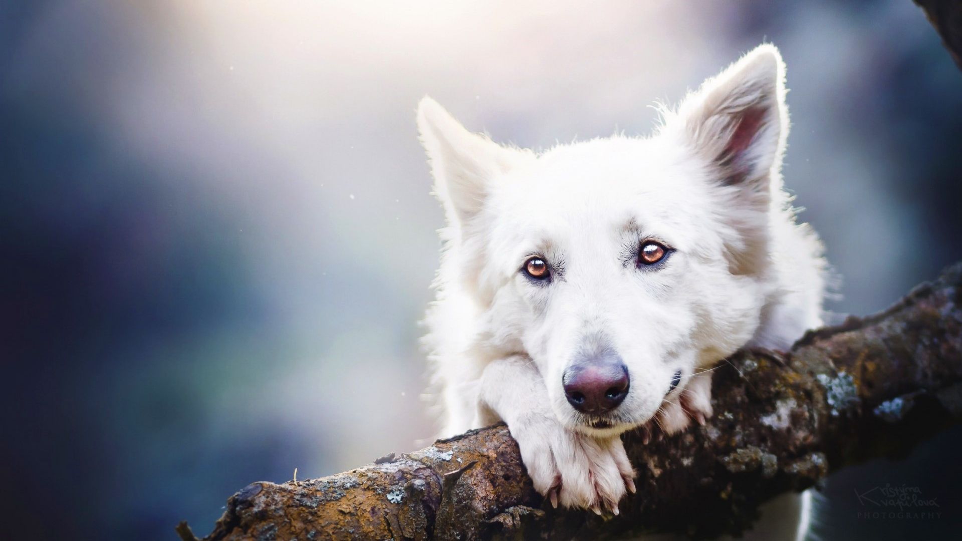 Wallpaper White shepherd, dog, pet, animal, muzzle