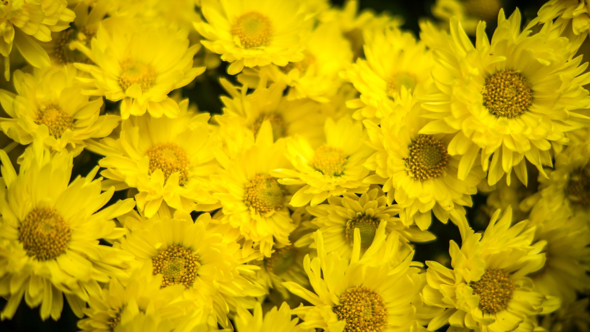 Wallpaper Yellow, daisy, flowers, blossom