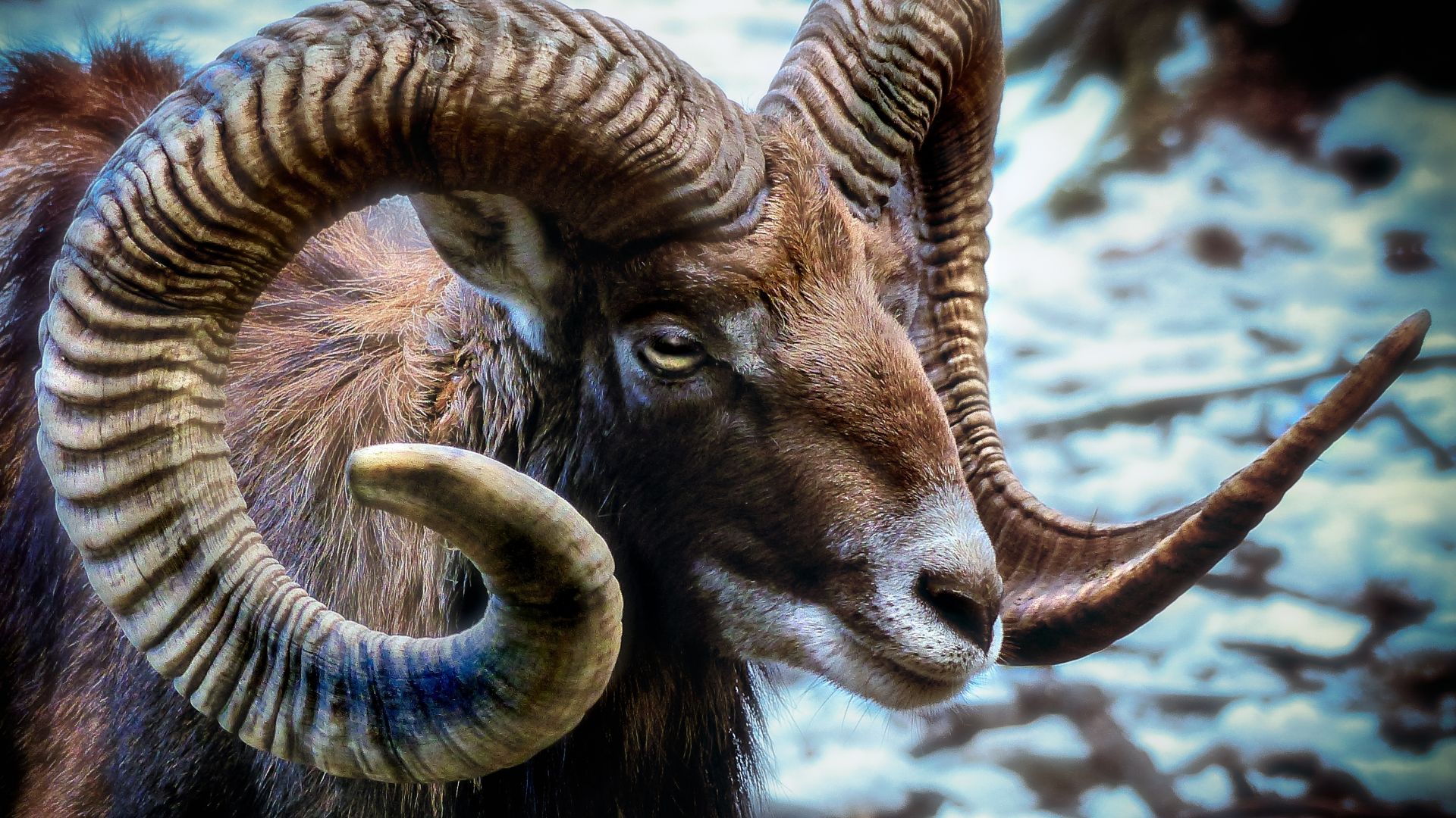 Wallpaper Goat, animal, muzzle, horns