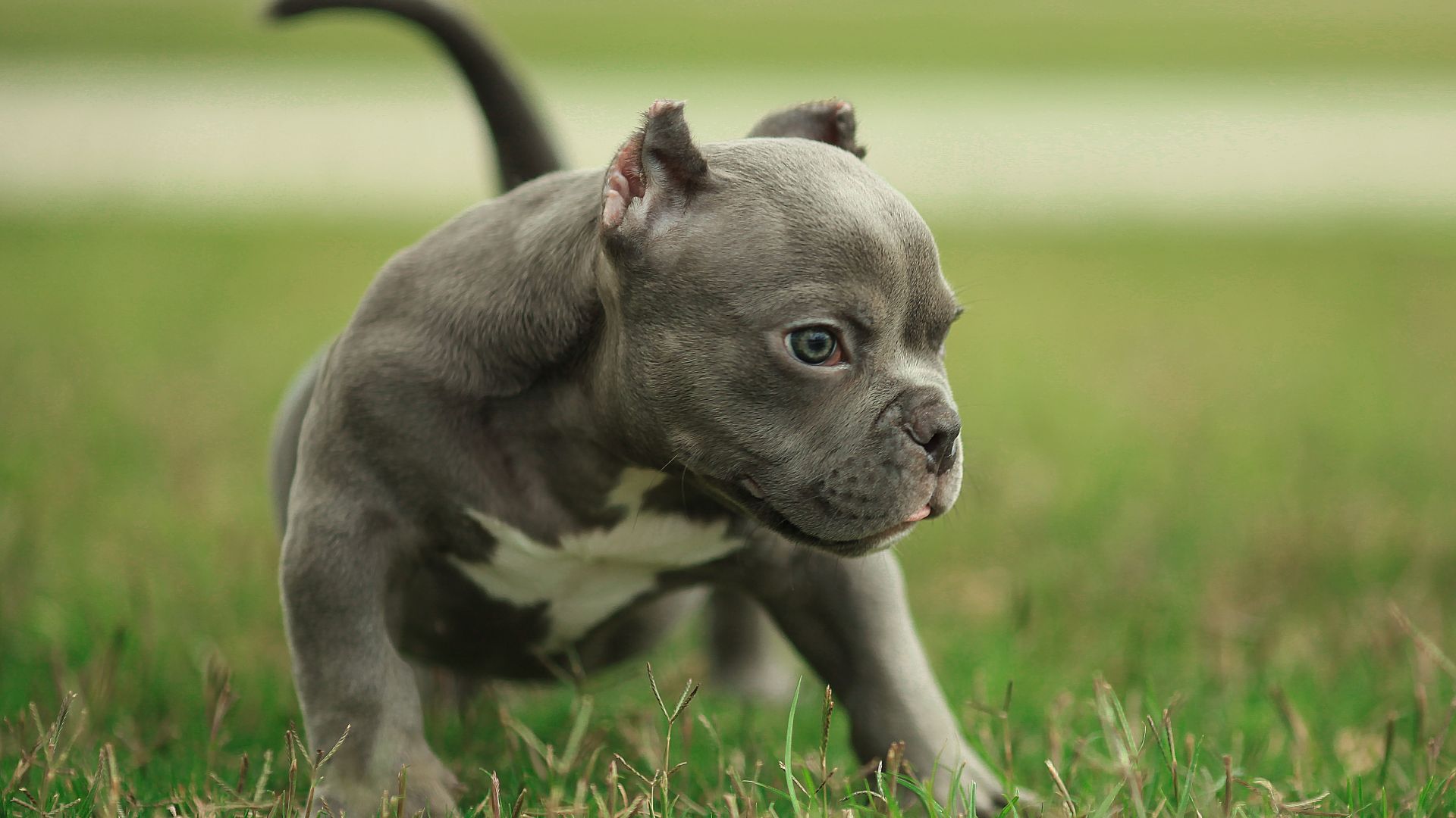 pitbull dogs pictures wallpaper