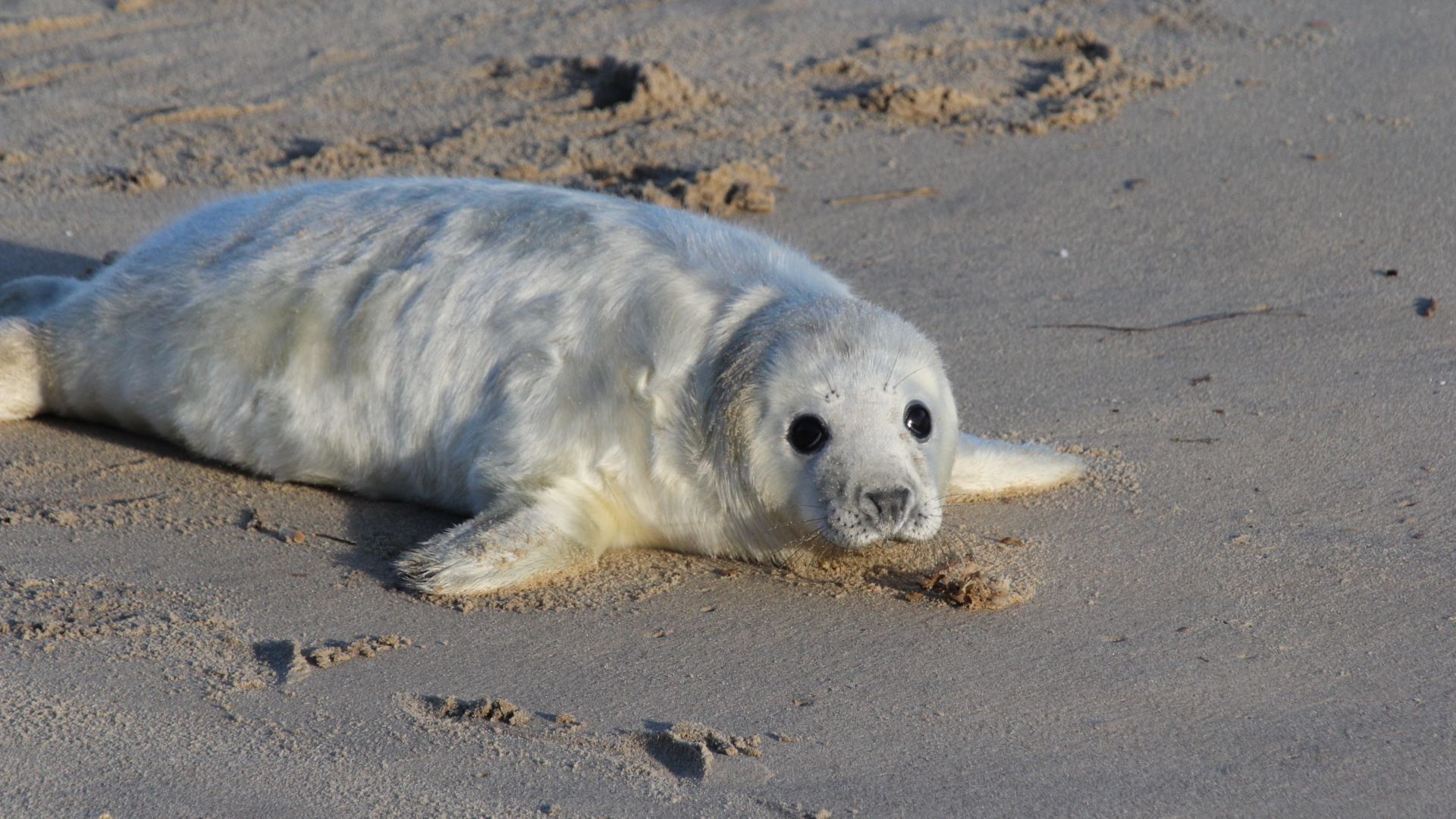 Desktop Wallpaper Cute, White, Baby Seal, Beach, Sand, Hd Image, Picture,  Background, 07c90f