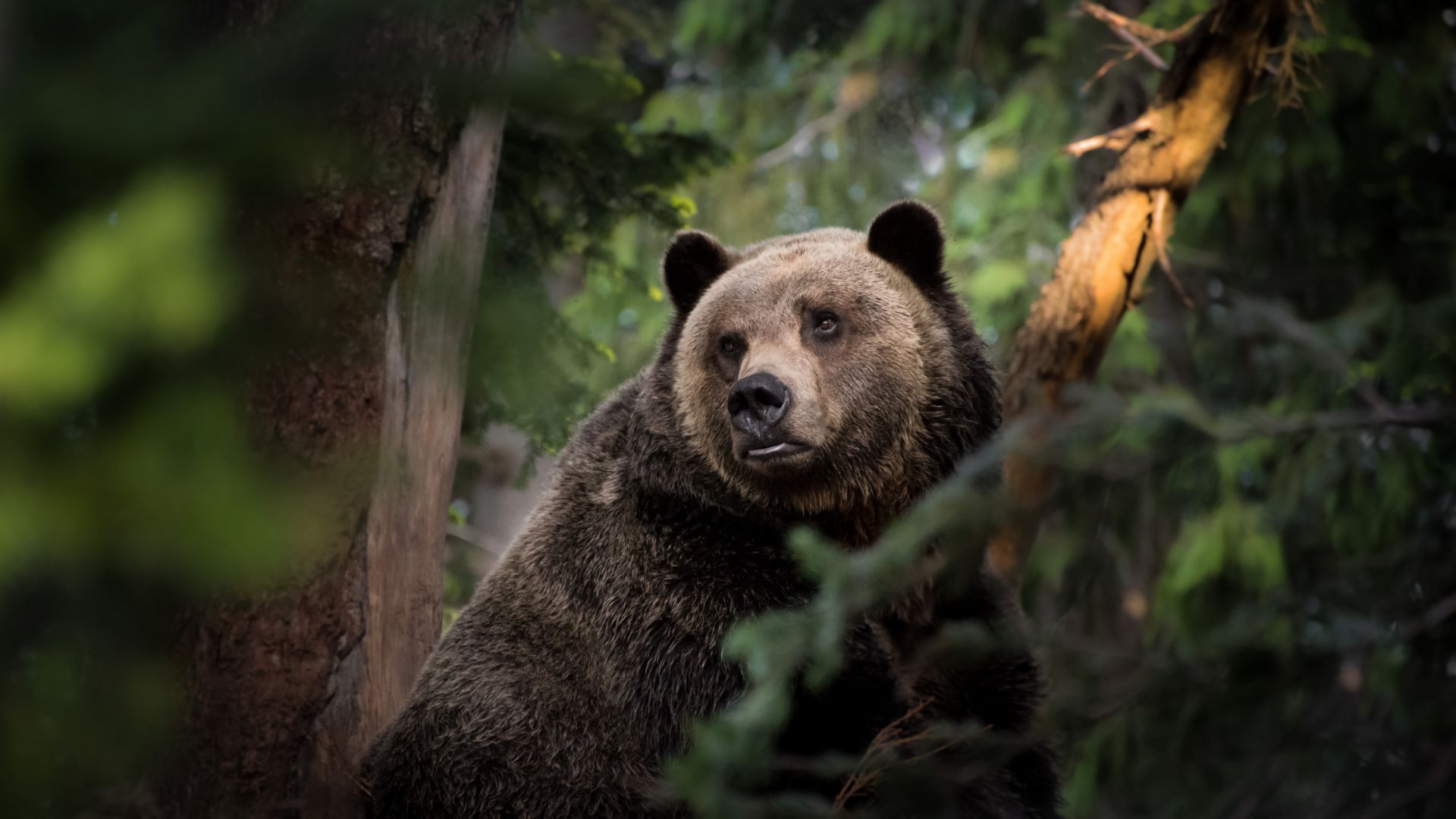 Wallpaper Brown bear, predator, wildlife, forest