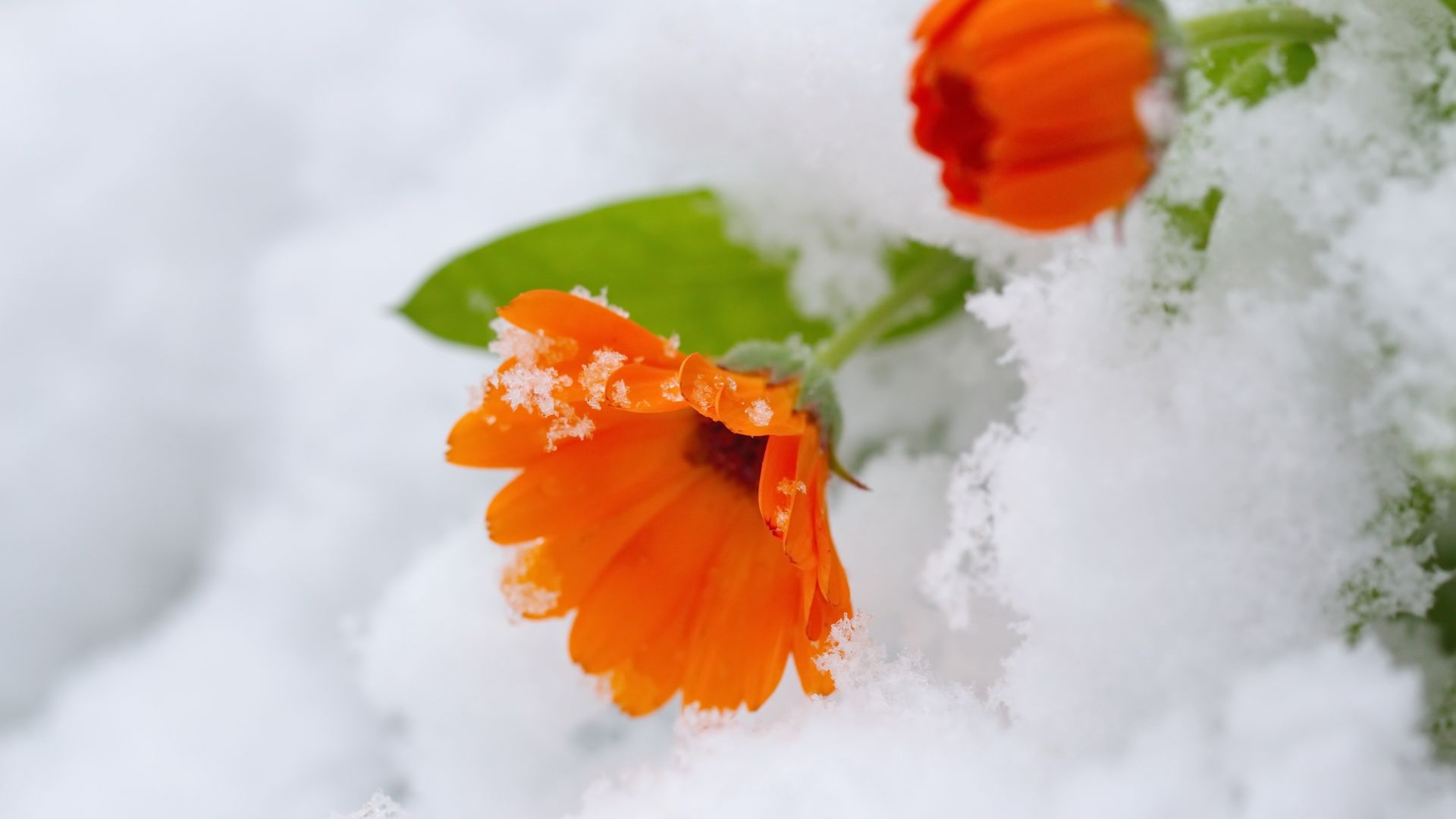 Wallpaper Orange daisy, winter, snow, close up, 5k