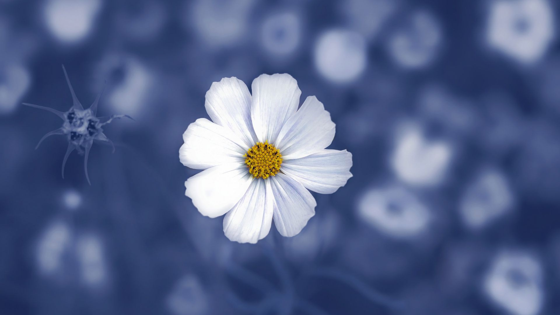 Wallpaper Daisy flower, portrait