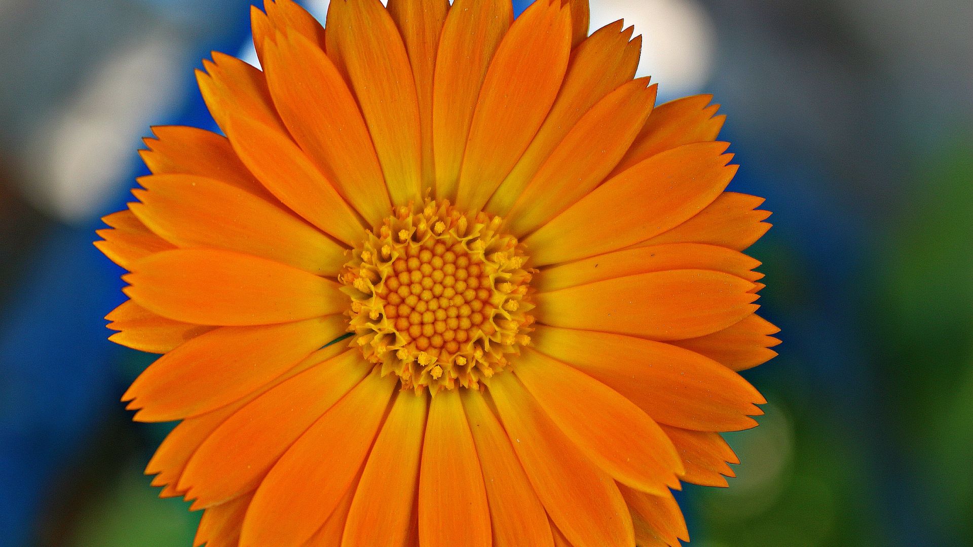 Wallpaper Pot Marigold, flower, orange flower, bloom