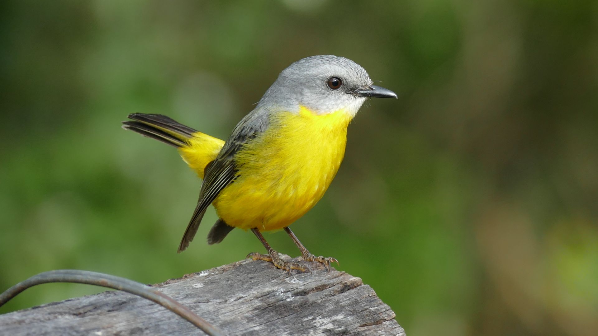 Wallpaper breasted robin, yellow bird, small