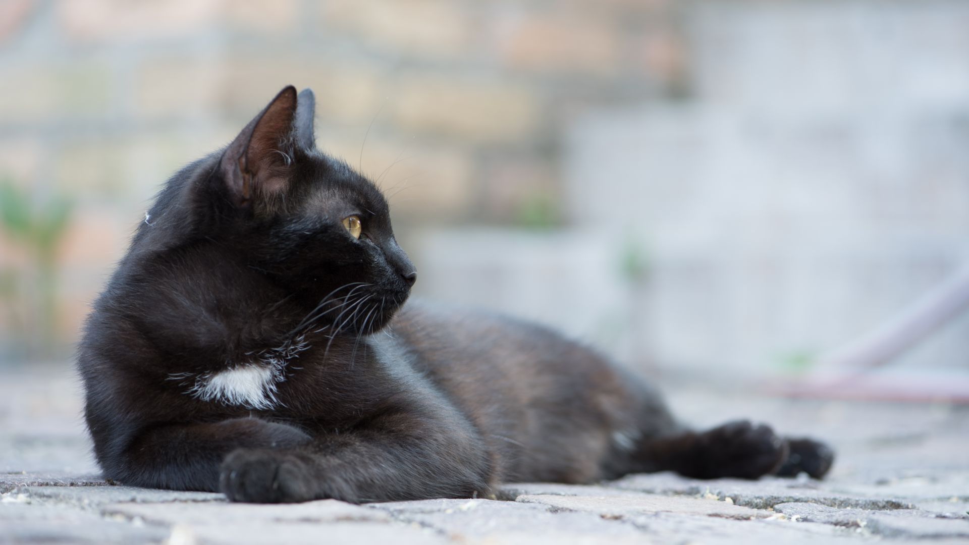 Wallpaper Domestic cat, black animal, calm