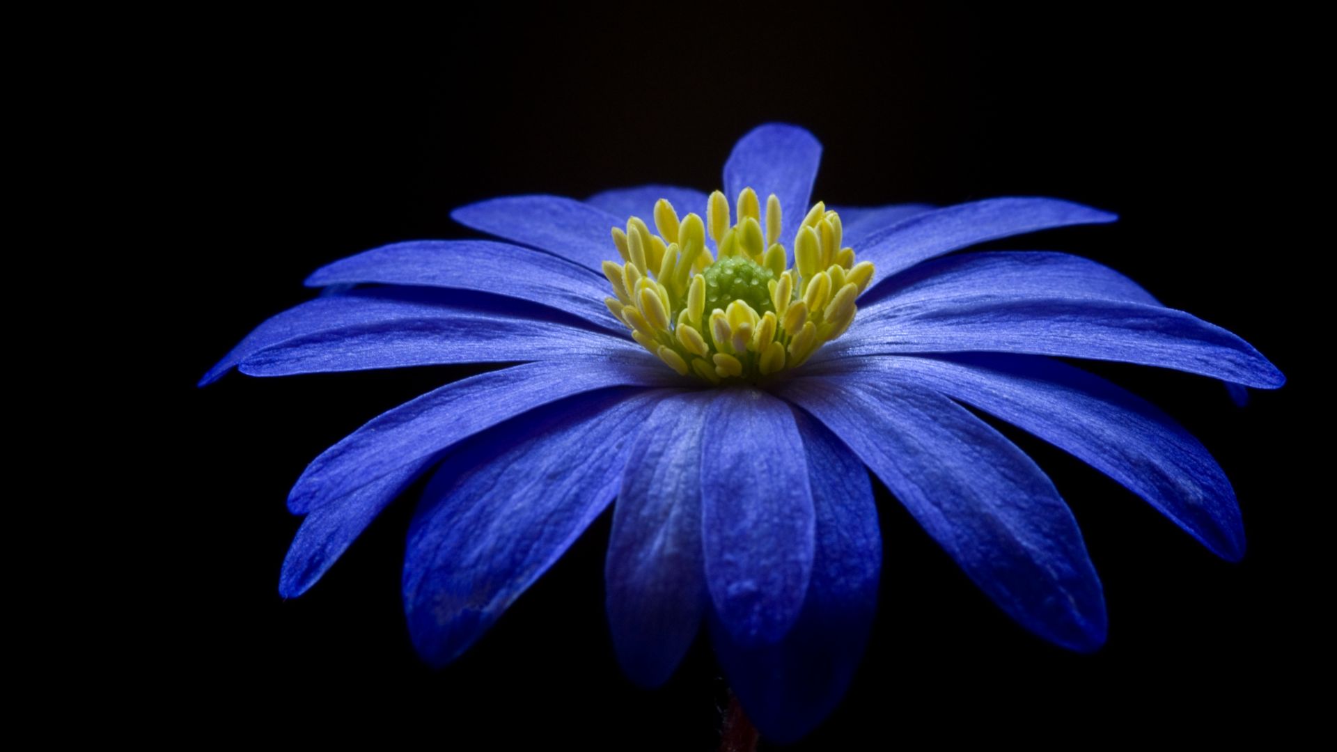 Wallpaper Blue, Gerbera, flower, portrait