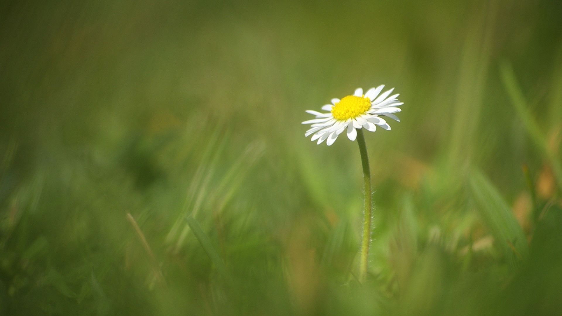 Wallpaper Meadow, daisy flower, blur