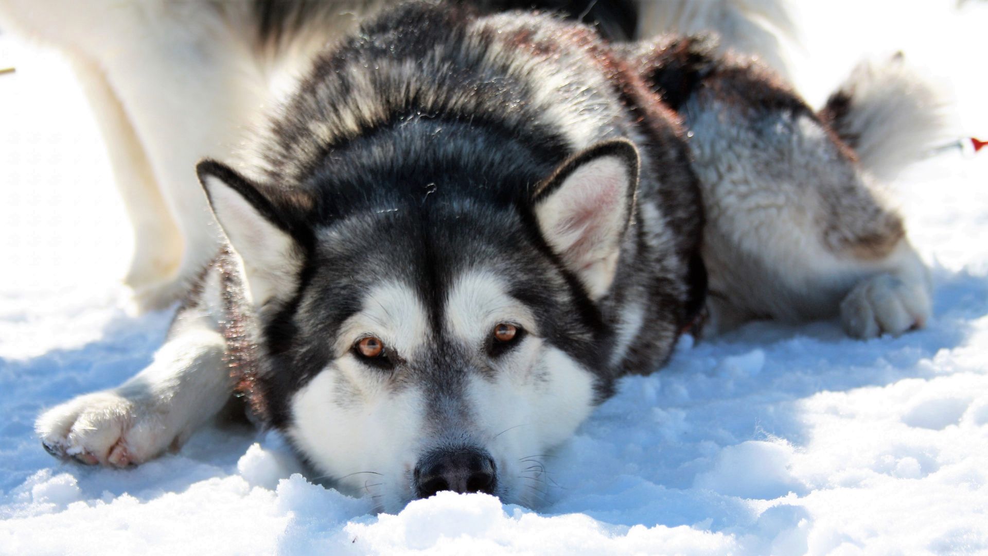 Wallpaper Siberian Husky, dog, relaxed, snow