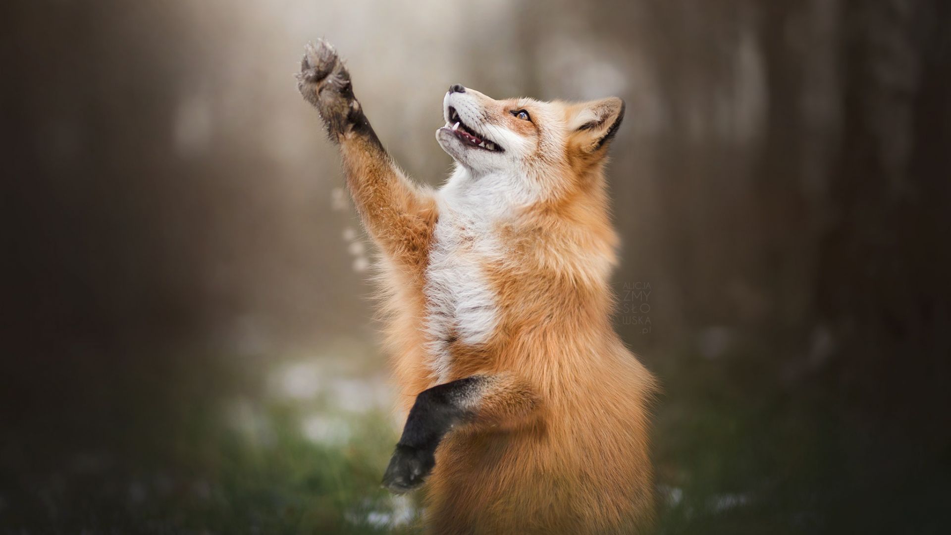 Wallpaper Red fox, play, predator, wild animal