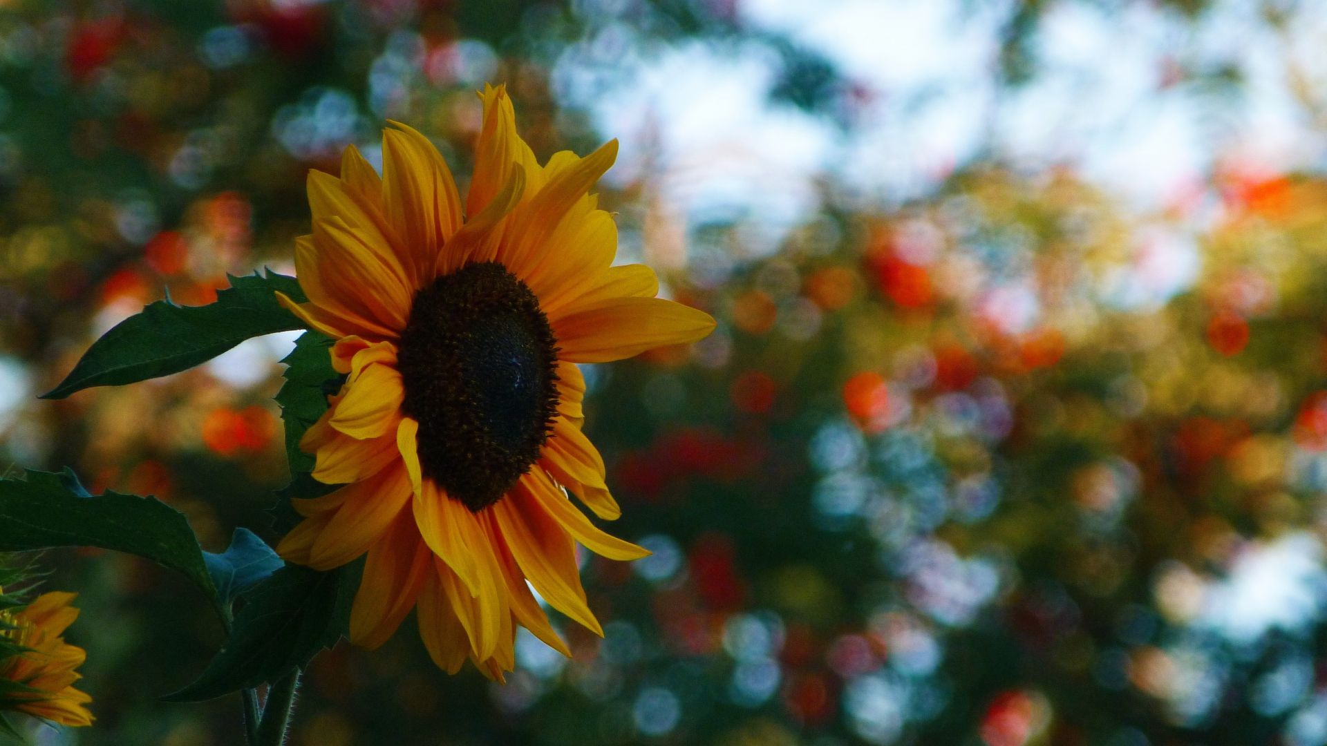 Wallpaper Sunflower, flower, bokeh, 4k