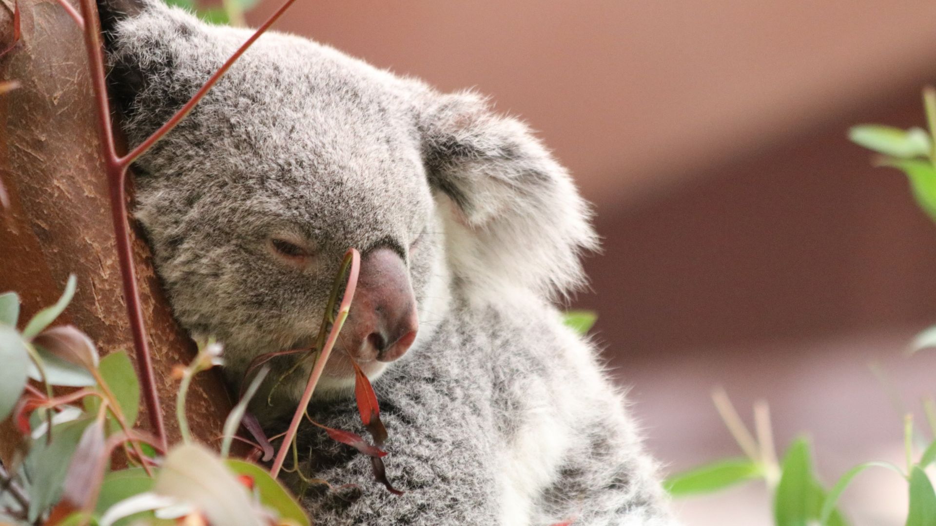 Wallpaper Koala, animal, sleeping