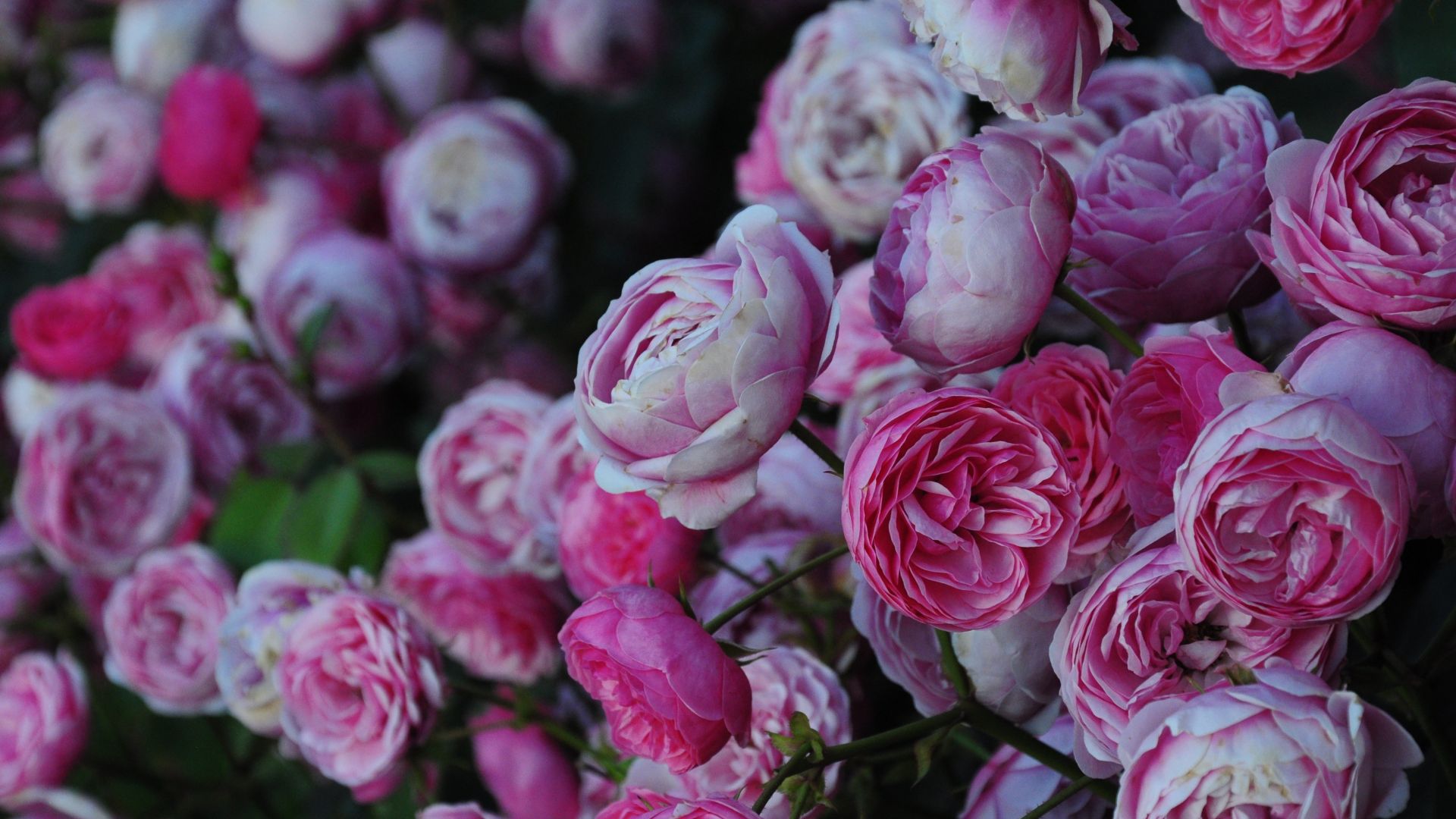 Wallpaper Pink roses, flowers, 4k