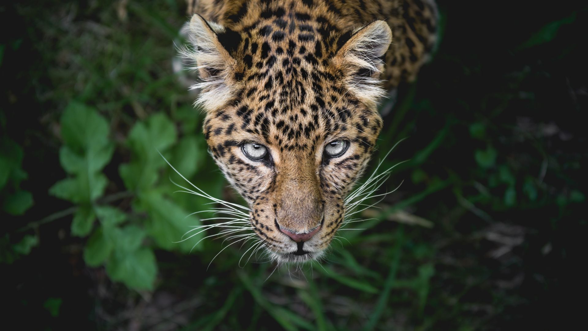 Wallpaper Leopard, 5k, looking up, predator, muzzle
