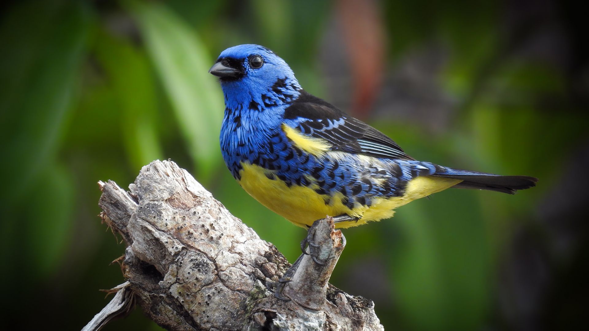 Wallpaper Tanager, colorful bird, sit