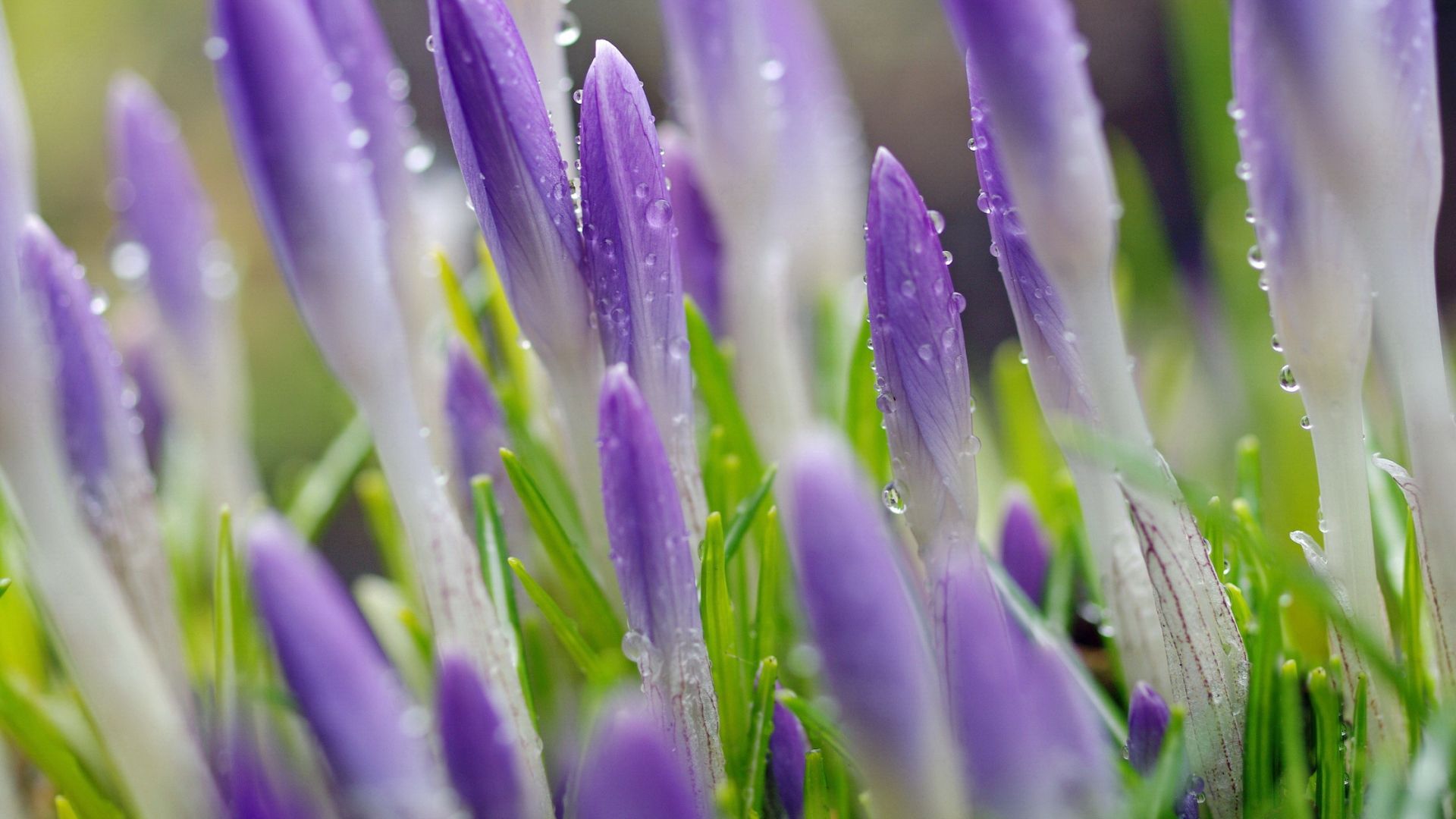Wallpaper Purple crocus, spring, water drops, flowers