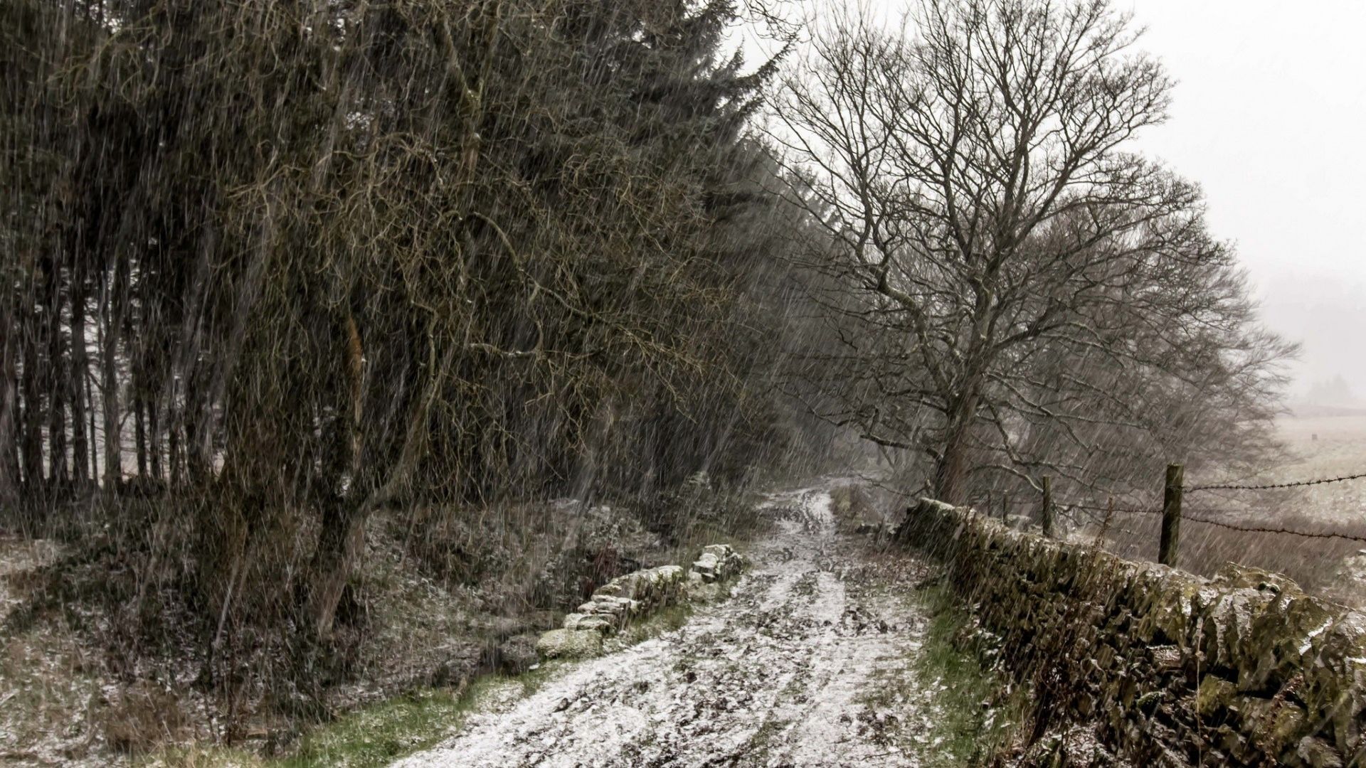 Wallpaper Snowfall in winter nature