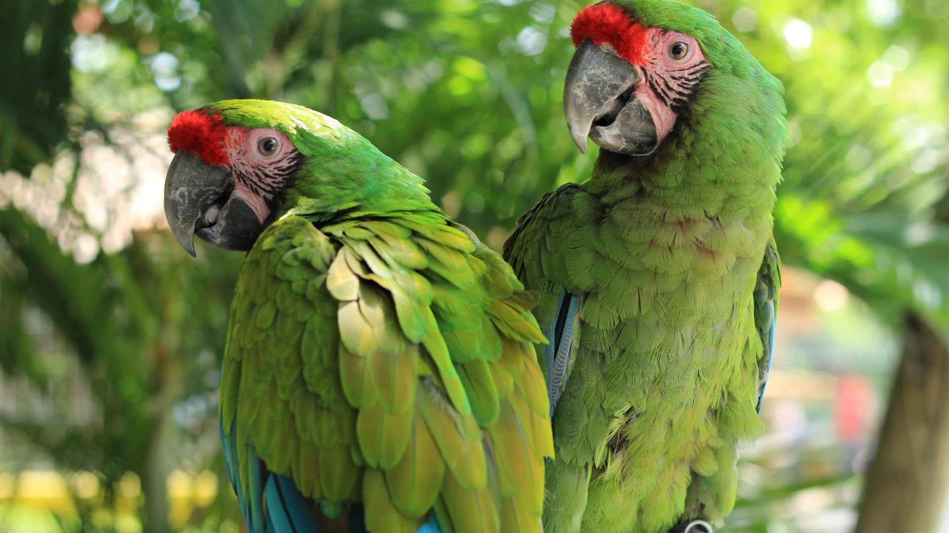 Wallpaper Macaw, green red parrot, pair