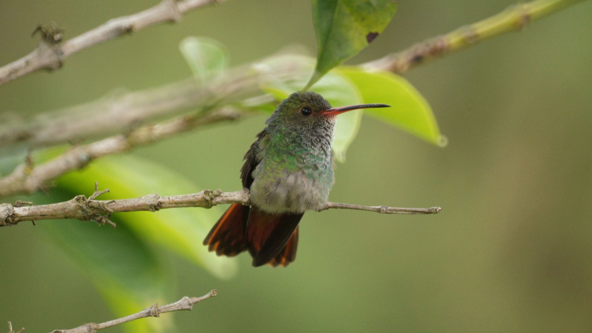 Wallpaper Cute hummingbird, sitting, bird