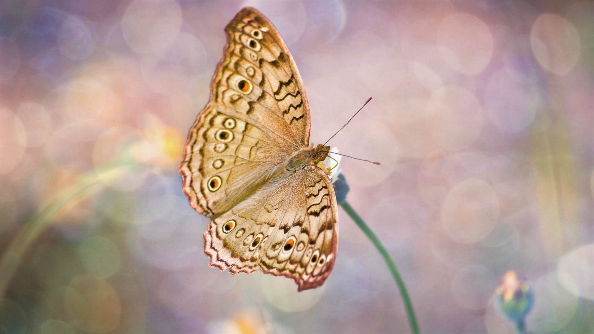 Wallpaper Butterfly, close up, insect, bokeh