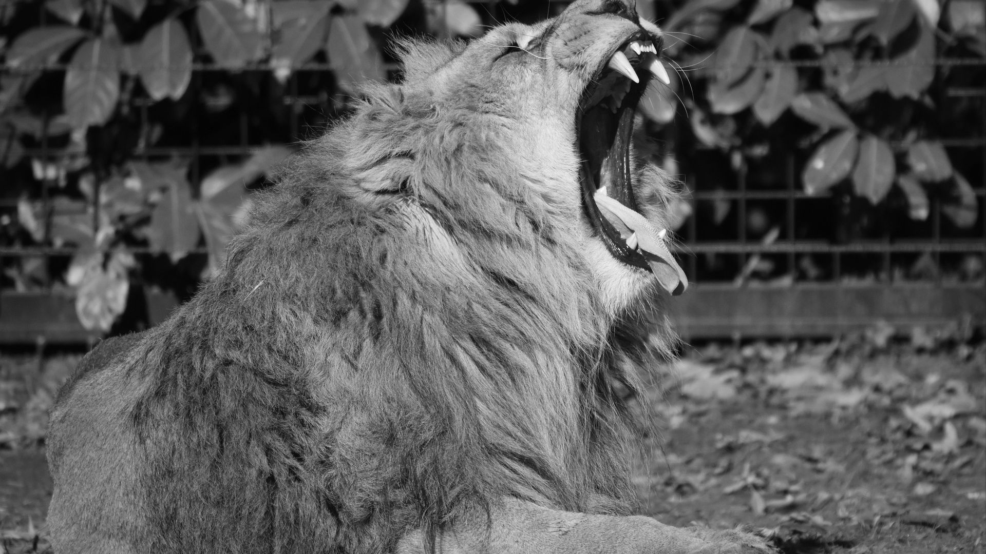 Wallpaper Lion's roar, monochrome